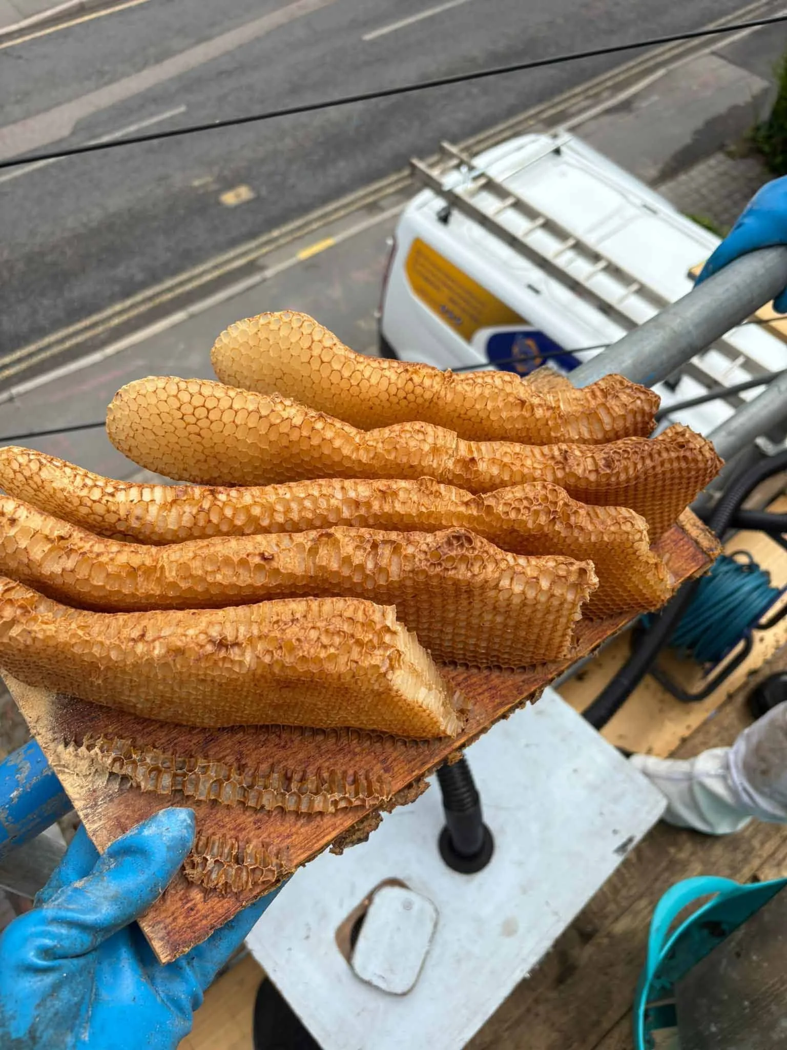 Sections of empty honey bee comb laid out on a board after successful bee nest removal and clean up at a home in Essex.