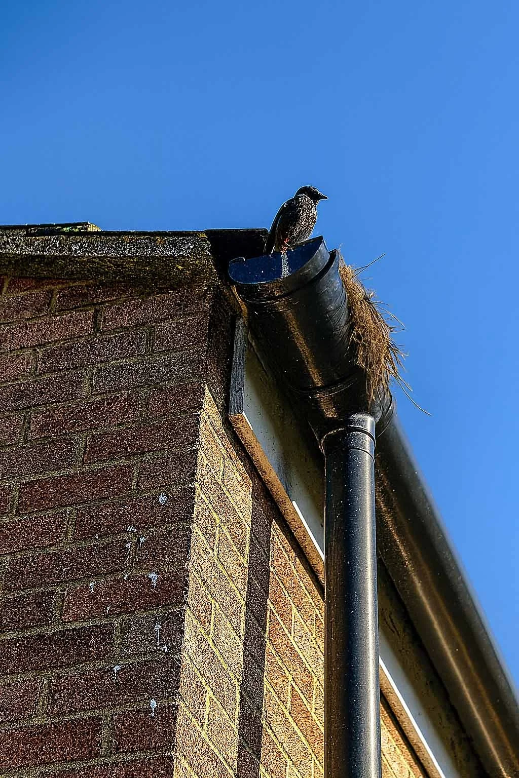 A bird perched on a roof gutter of a brick building under a clear blue sky.