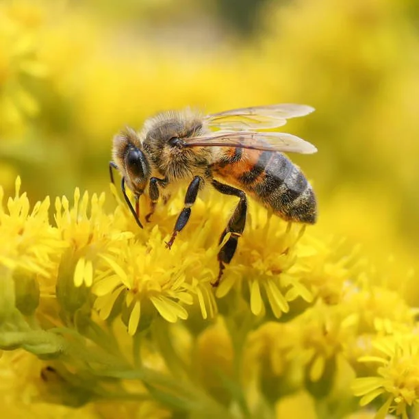 Honey bee landing on a pink flower in a garden in Essex. Close up of the flower and honey bee together