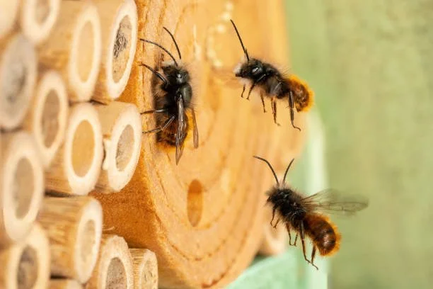 Masonry bees landing on a hole in the mortar in a garden in Essex. Close up of the hole in mortar and masonry bee together
