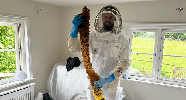 Specialist bee pest controller holding a large removed bee nest during indoor bee nest removal work.