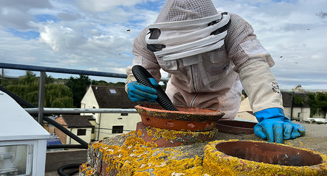 Professional bee nest removal from a chimney by a trained specialist in protective clothing.