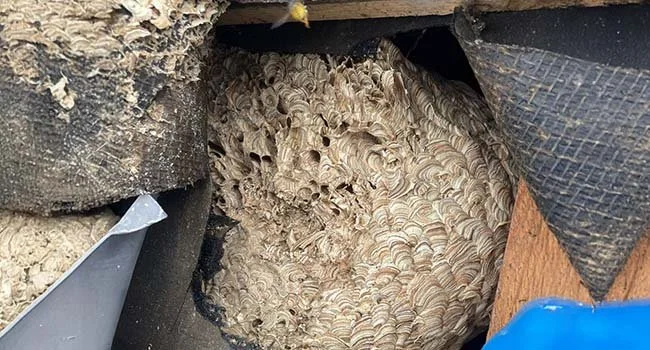 Large paper wasp nest inside a roof space showing the nest structure