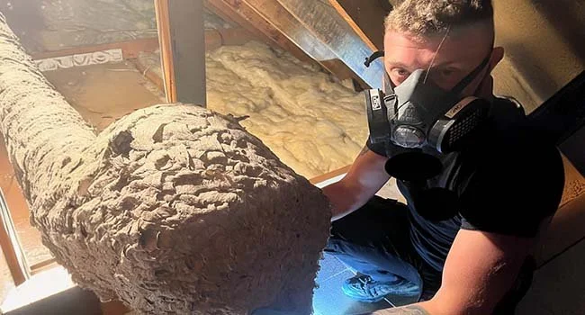 Pest control technician holding a large wasp nest removed from a loft