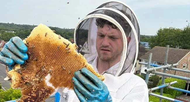 Honeycomb from a bee nest. A pest controller holding the honeycomb with bees flying from it.