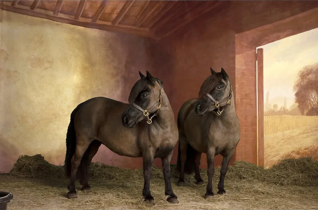 _0010_Background.jpg_0010_AikenHorseShetlands.jpg