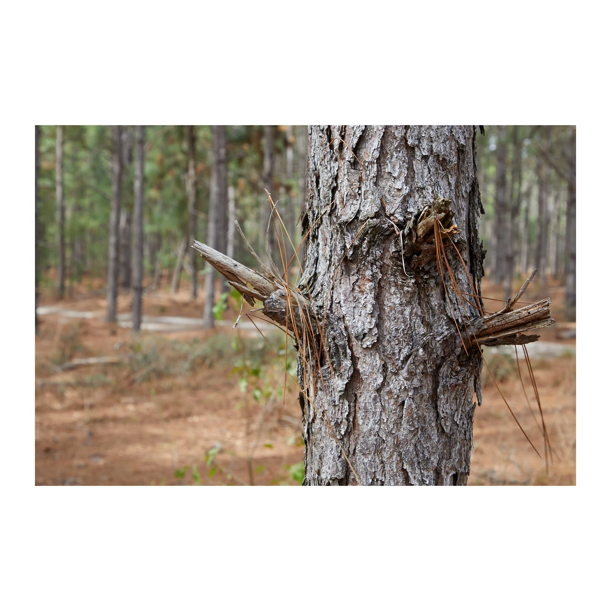 Pine Woods #4