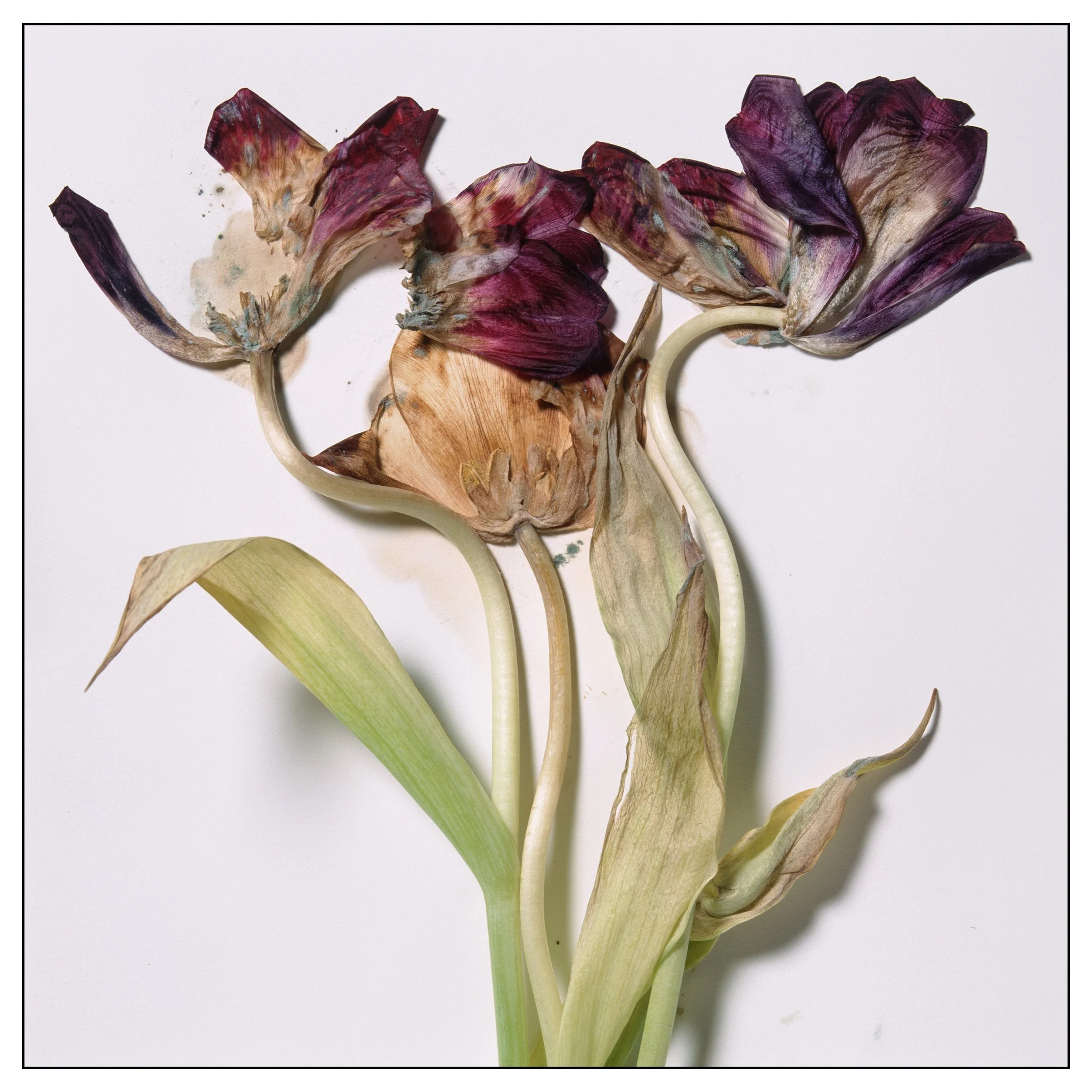 Aged Tulip #1