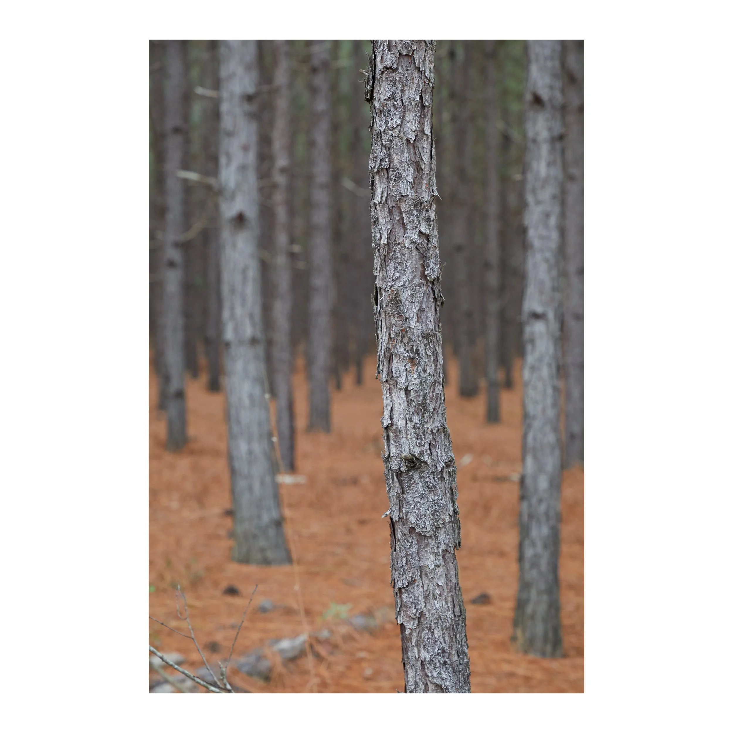 Pine Woods #2