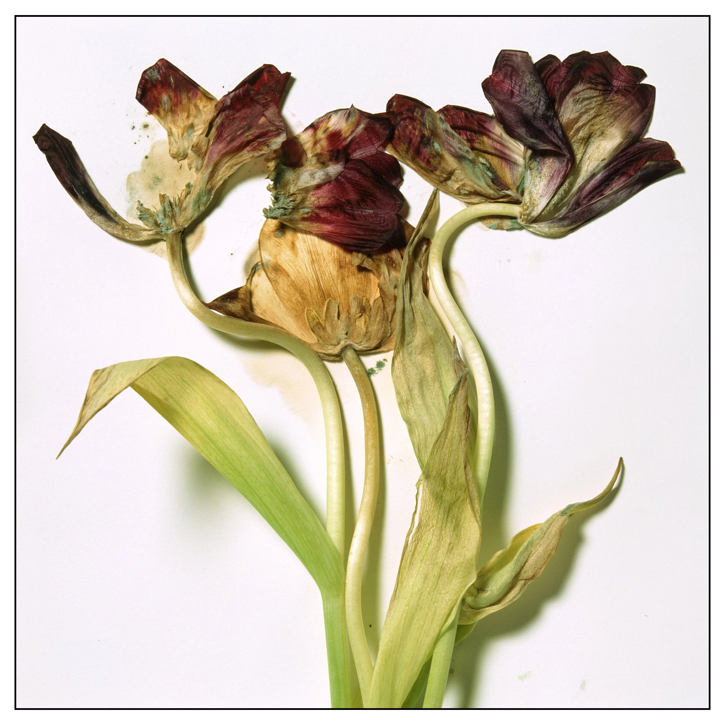 Aged Tulip #1