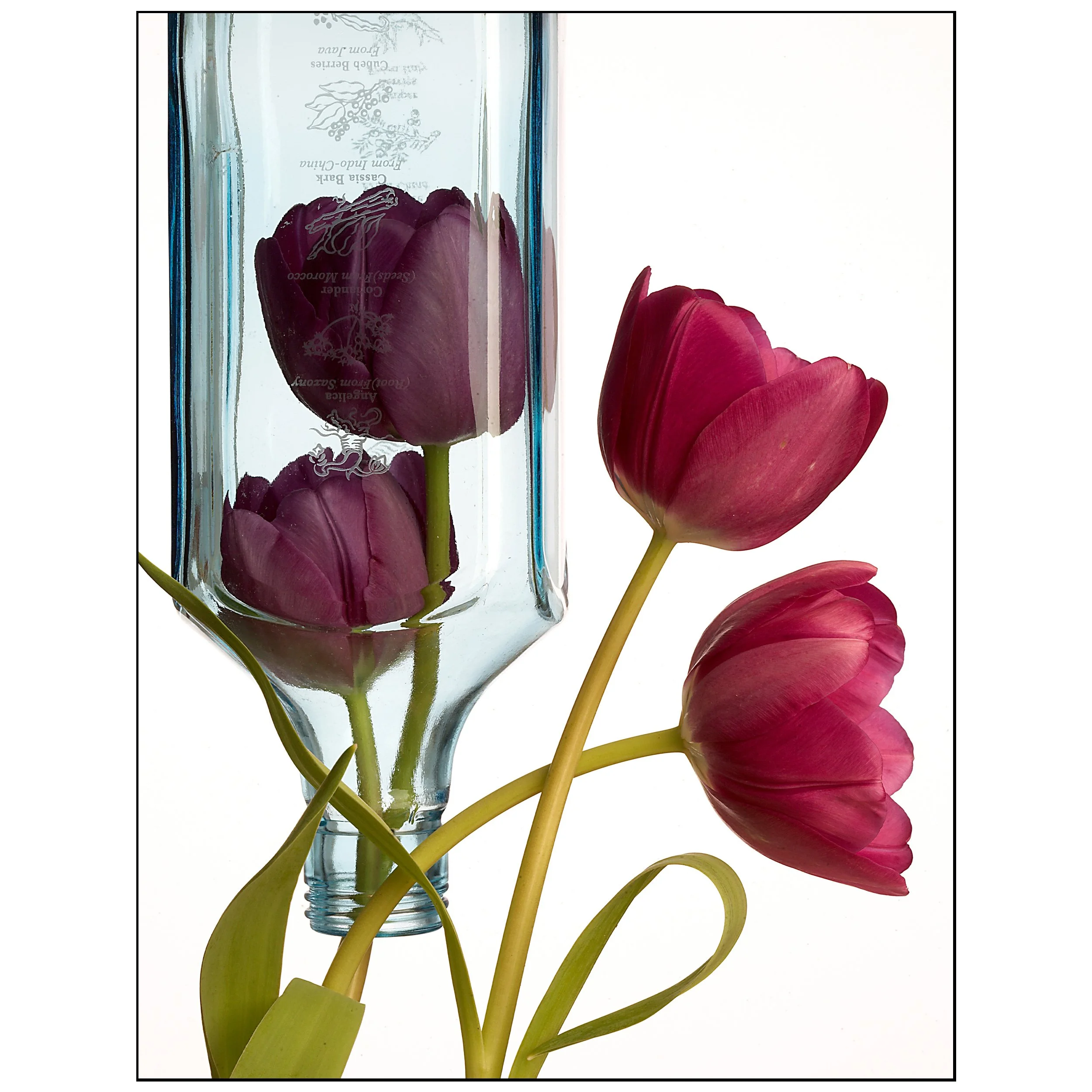 Tulips in a bottle#1