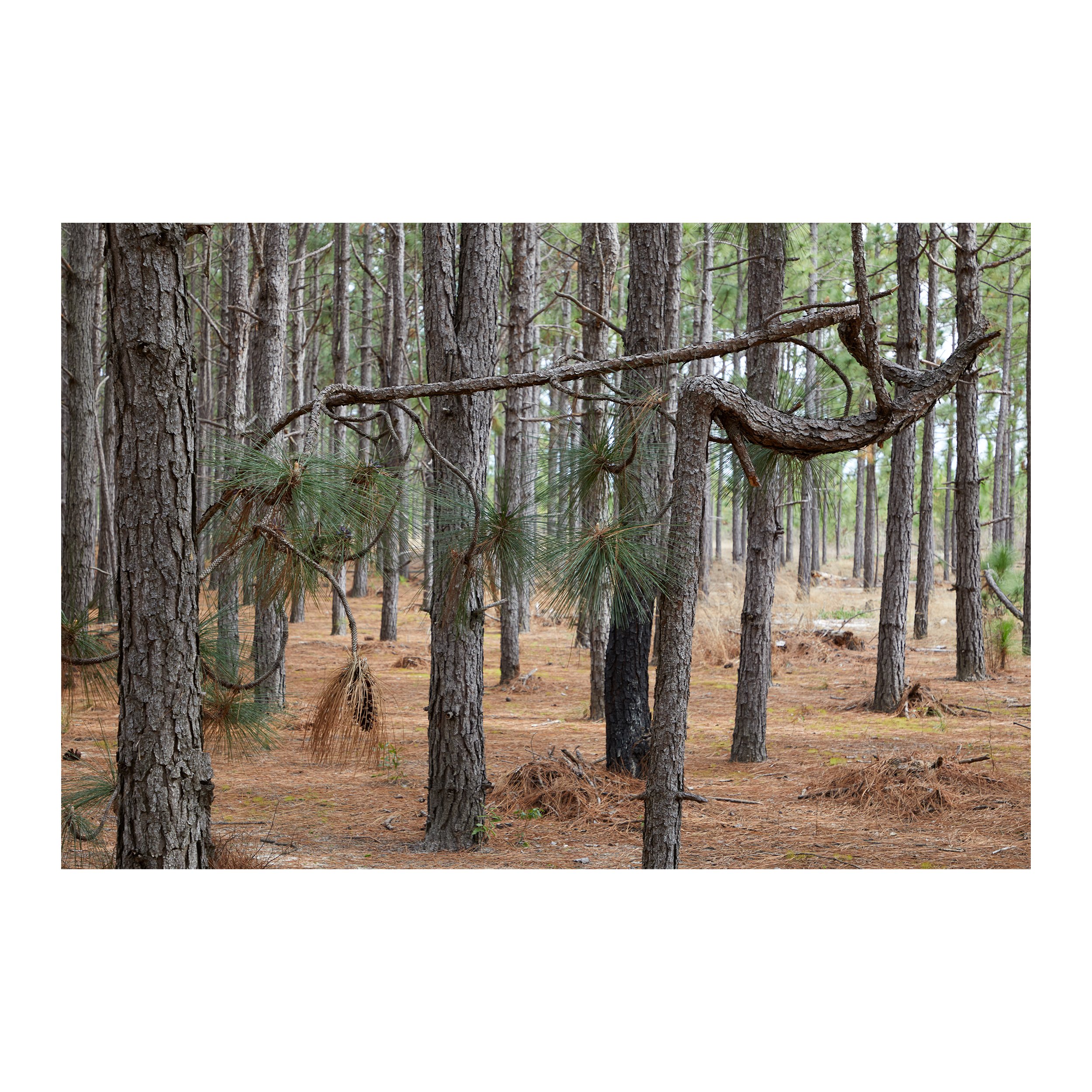 Pine Woods #6