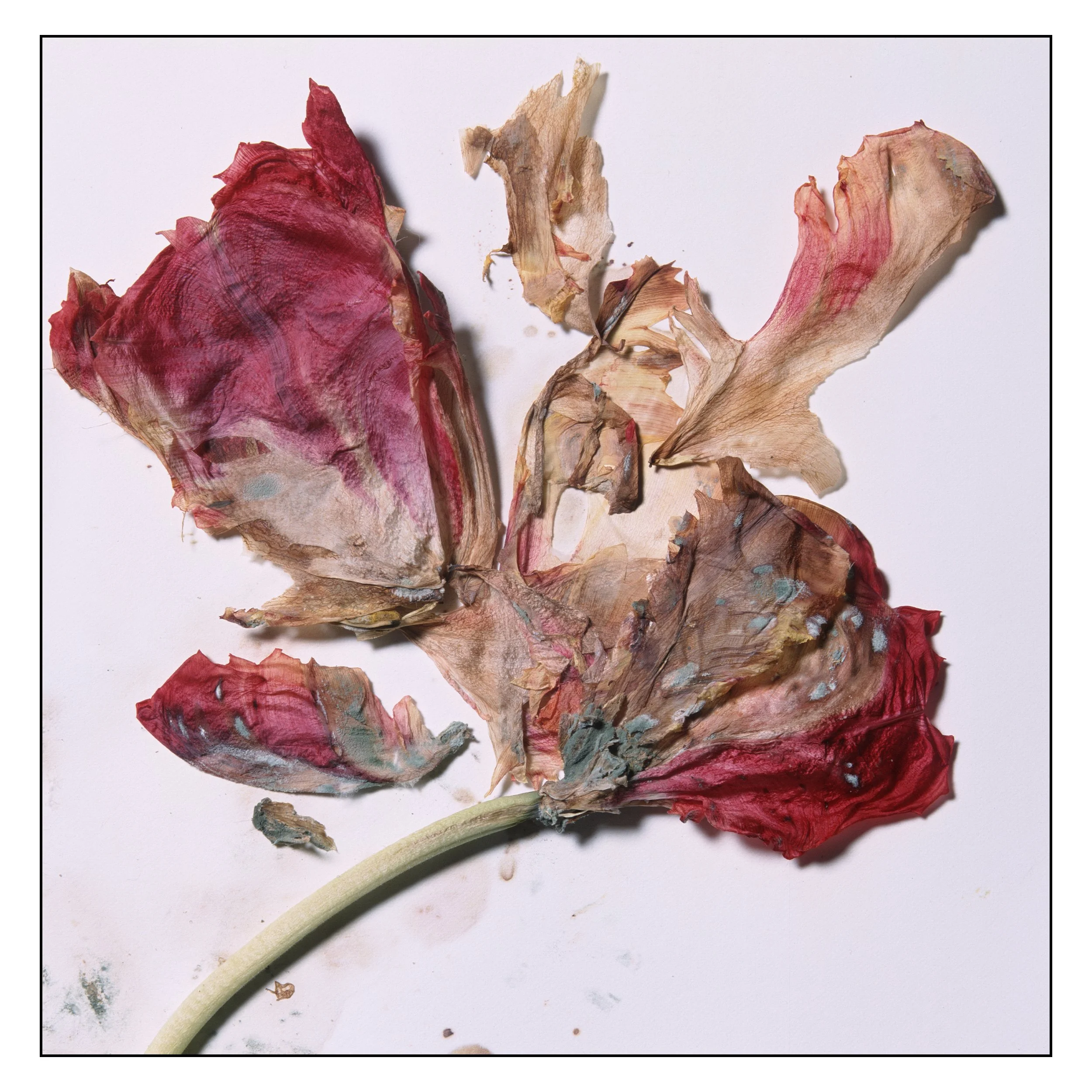 Aged Tulip #2