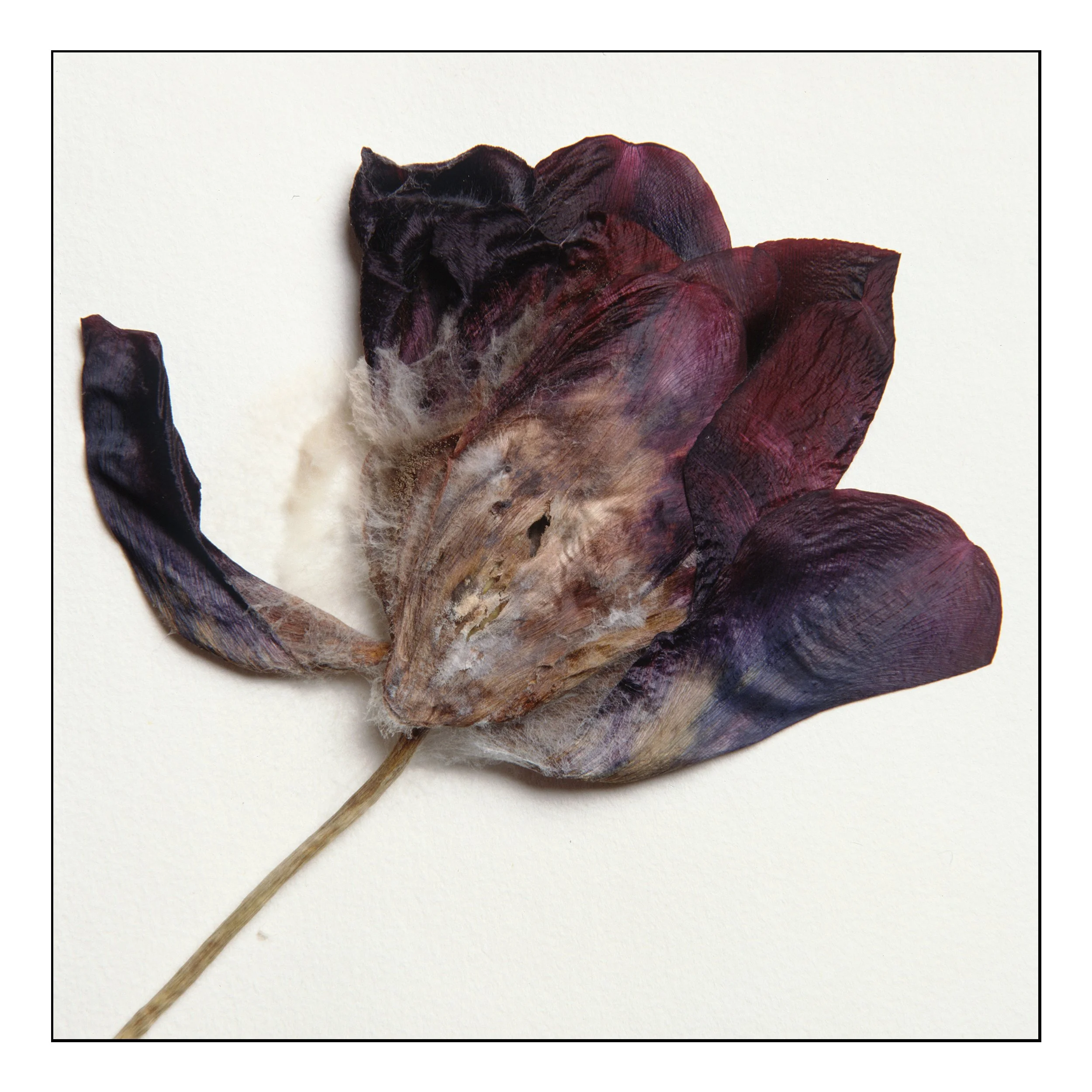 Aged Tulip #3