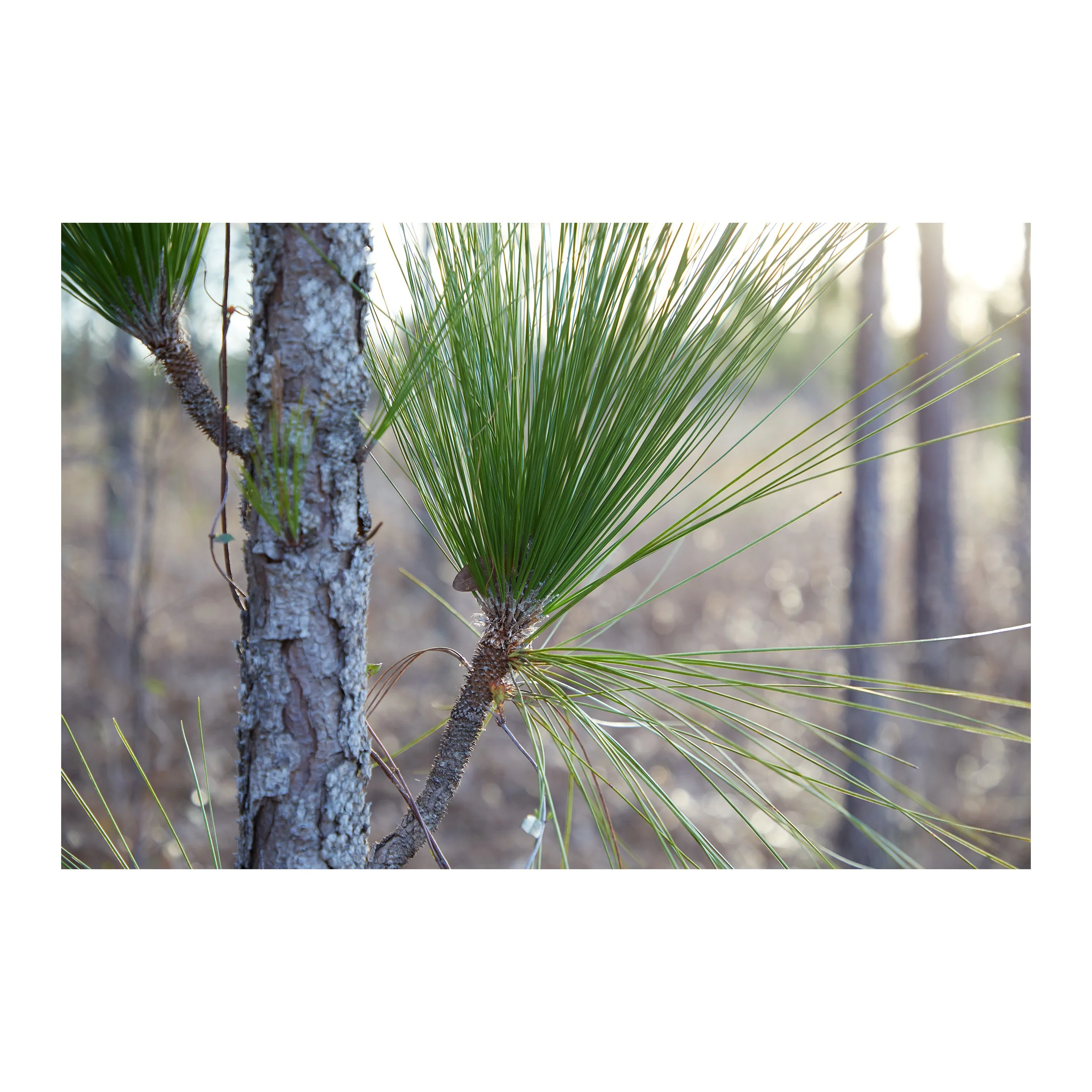 Pine Woods #1