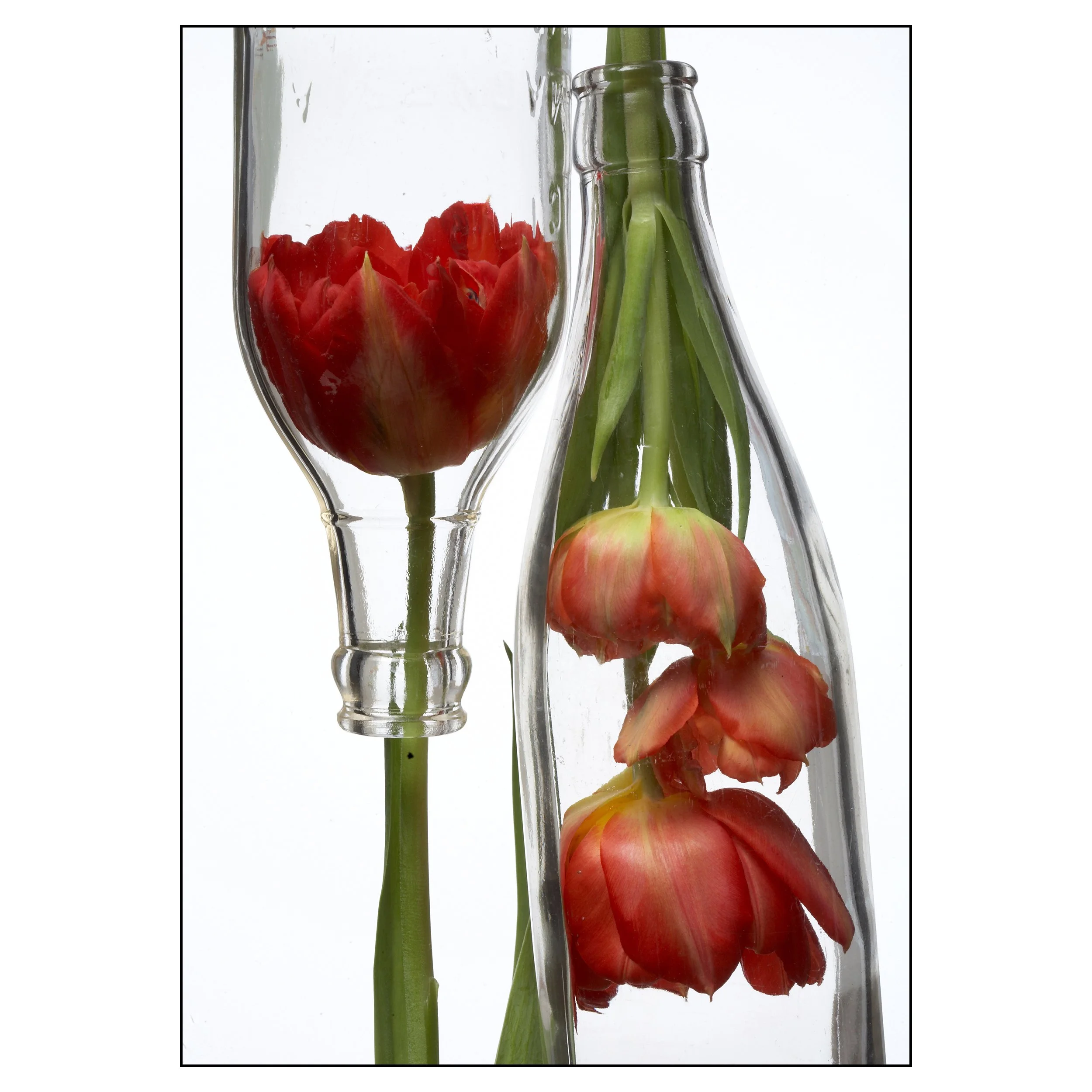 up__0011_Tulips_00002.jpg