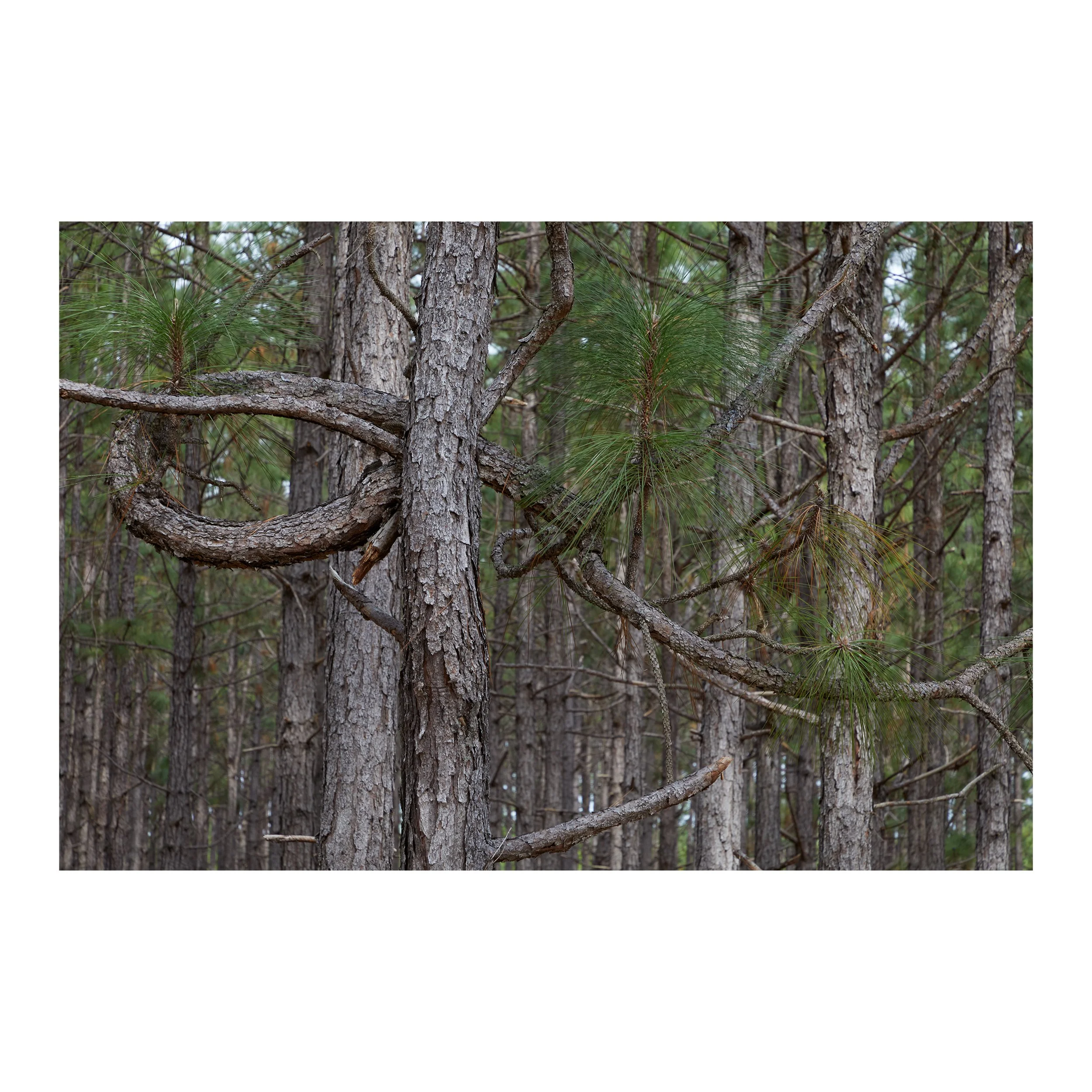 Pine Woods #5