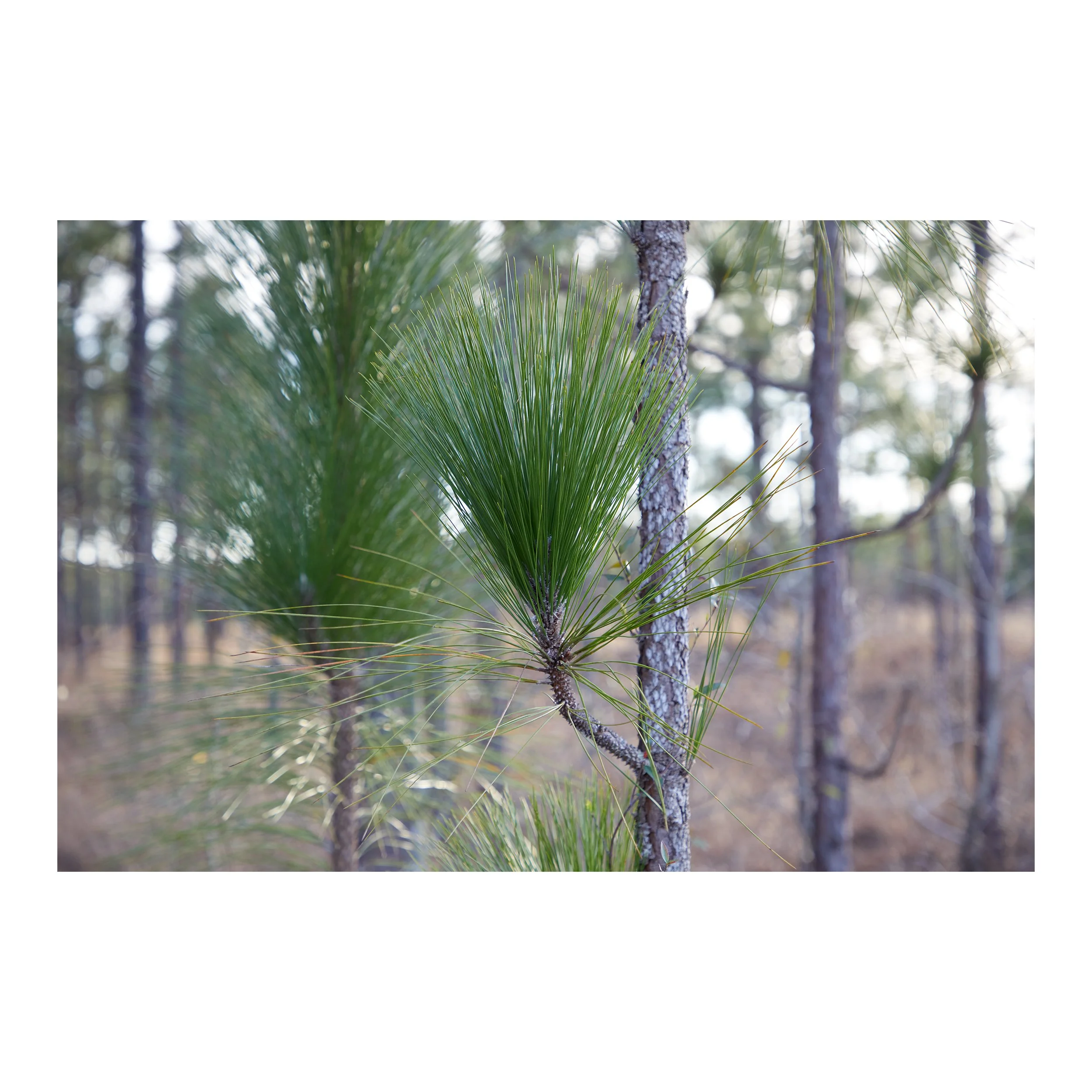 Pine Woods #4