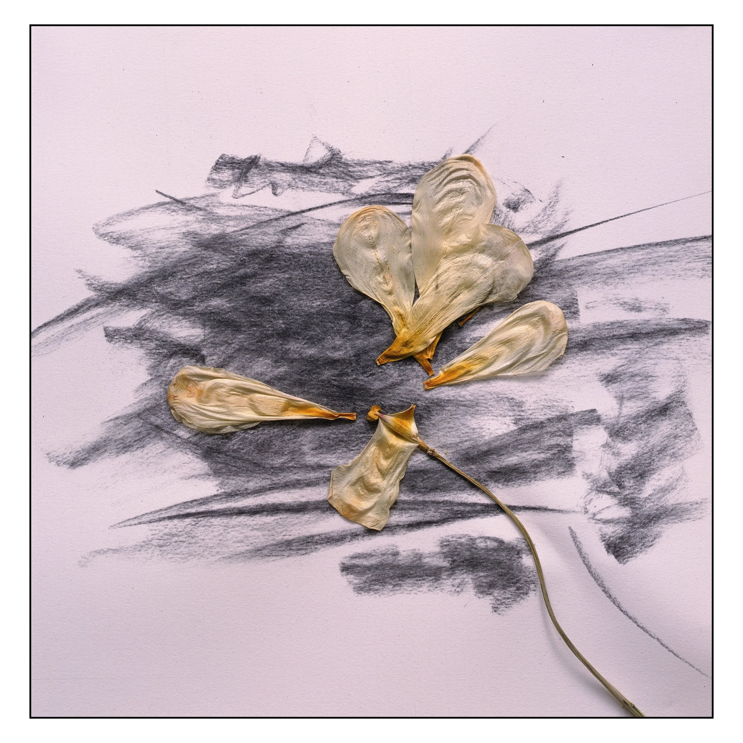 Aged Tulip on Charcoal #1