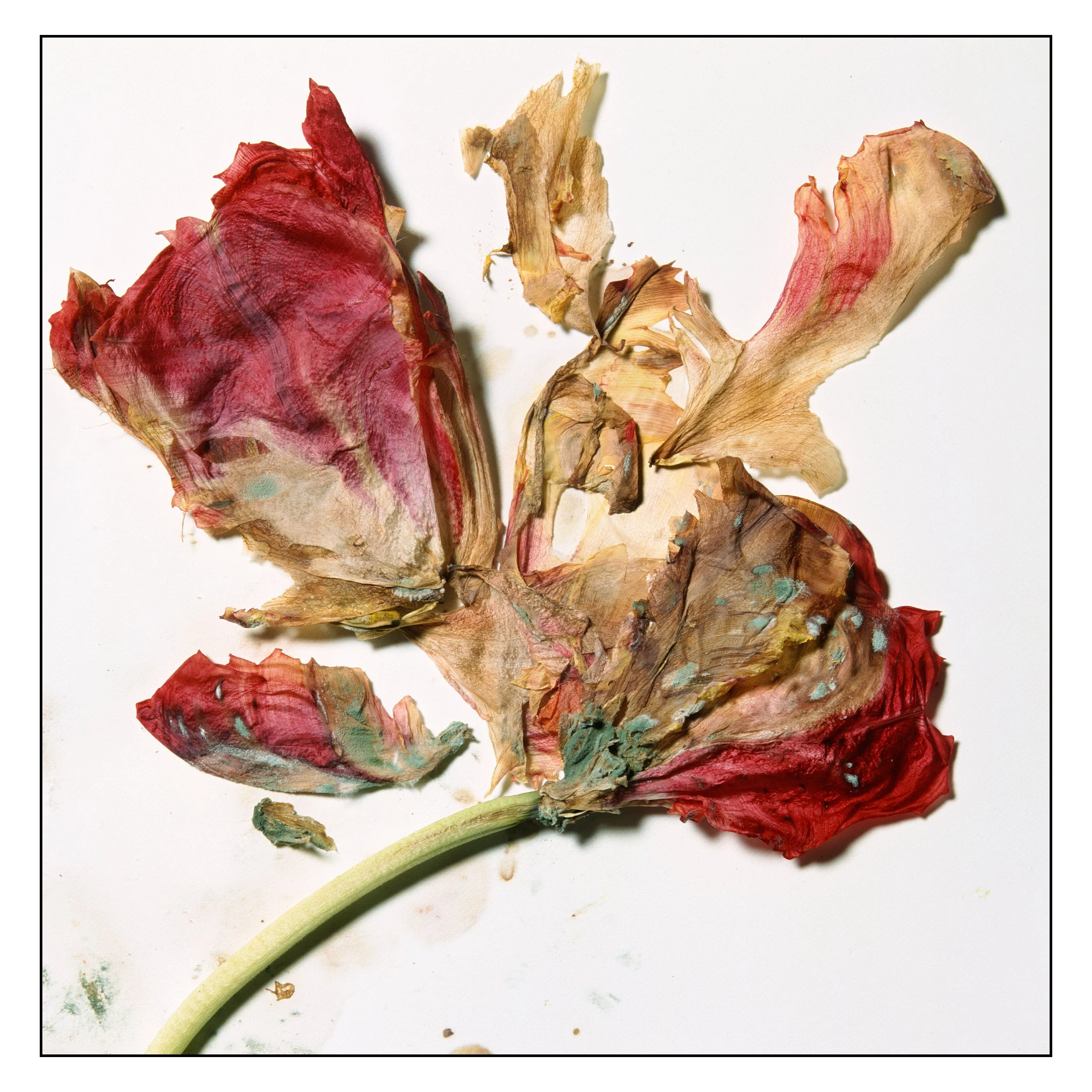 Aged Tulip #2