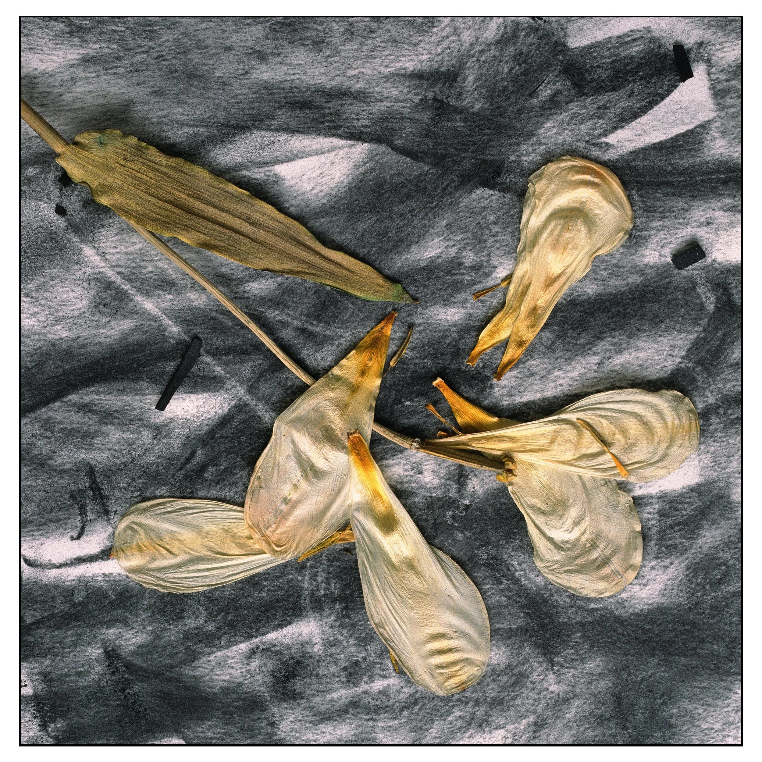 Aged Tulip on Charcoal #2
