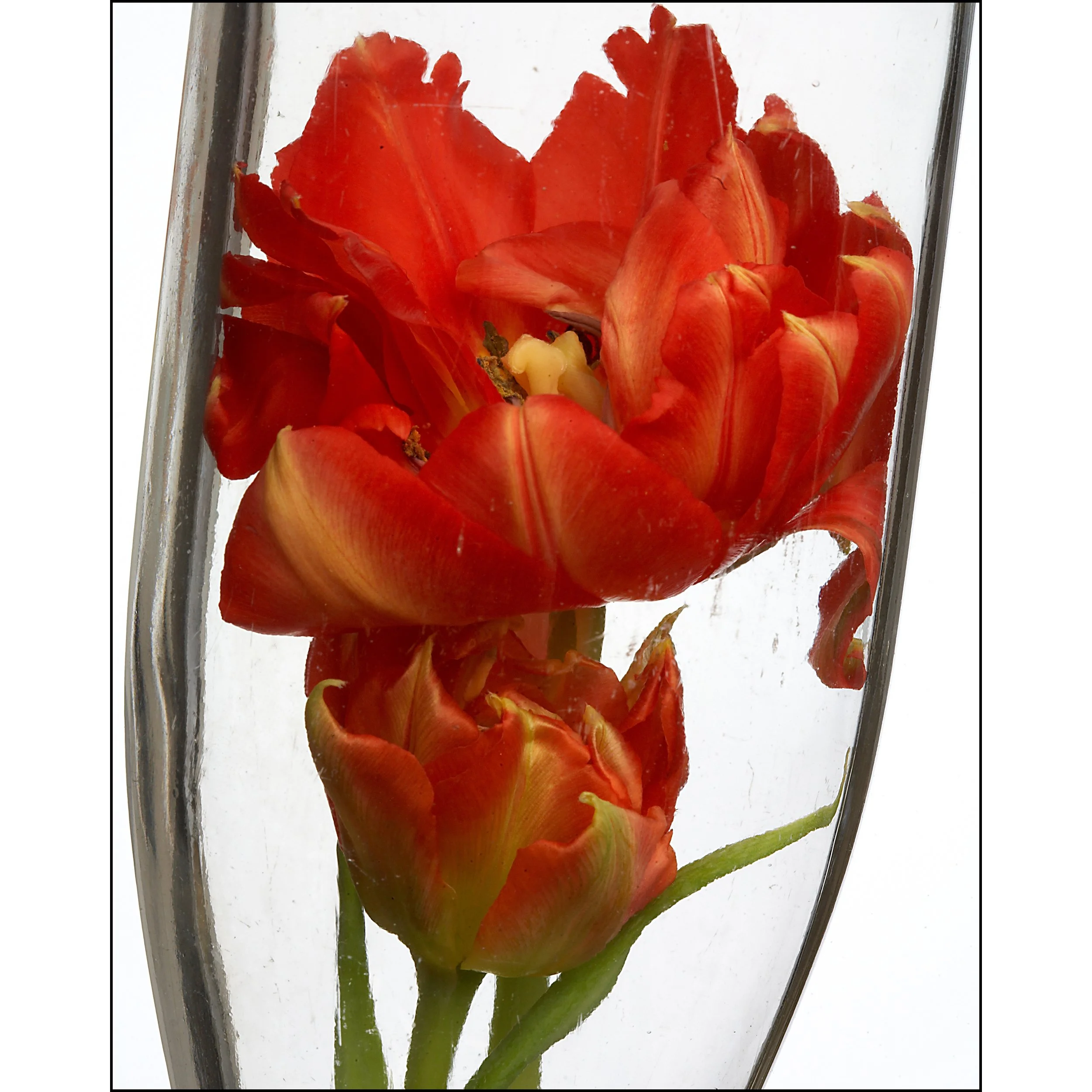 Tulips in Bottle #3