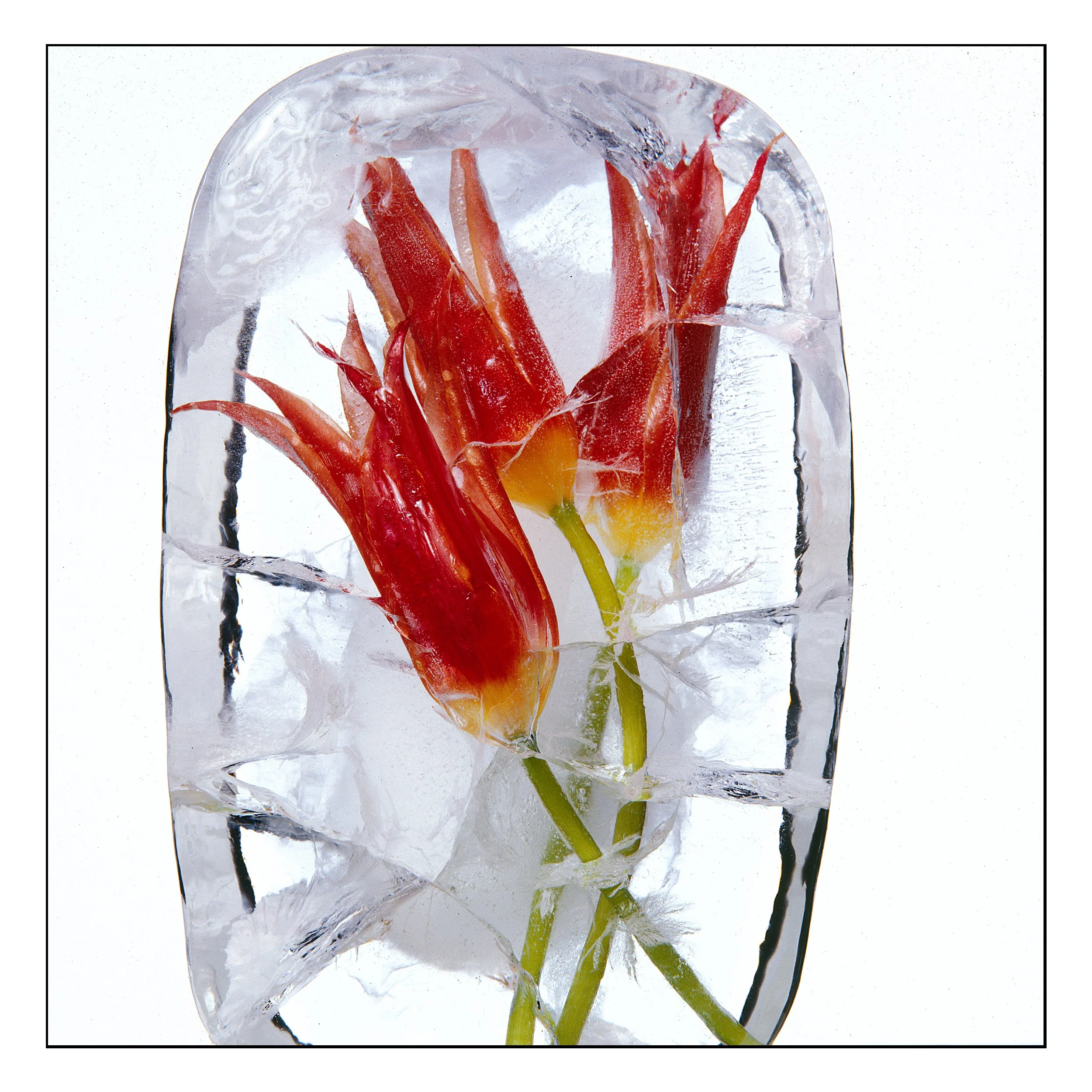 Tulip in Ice #1