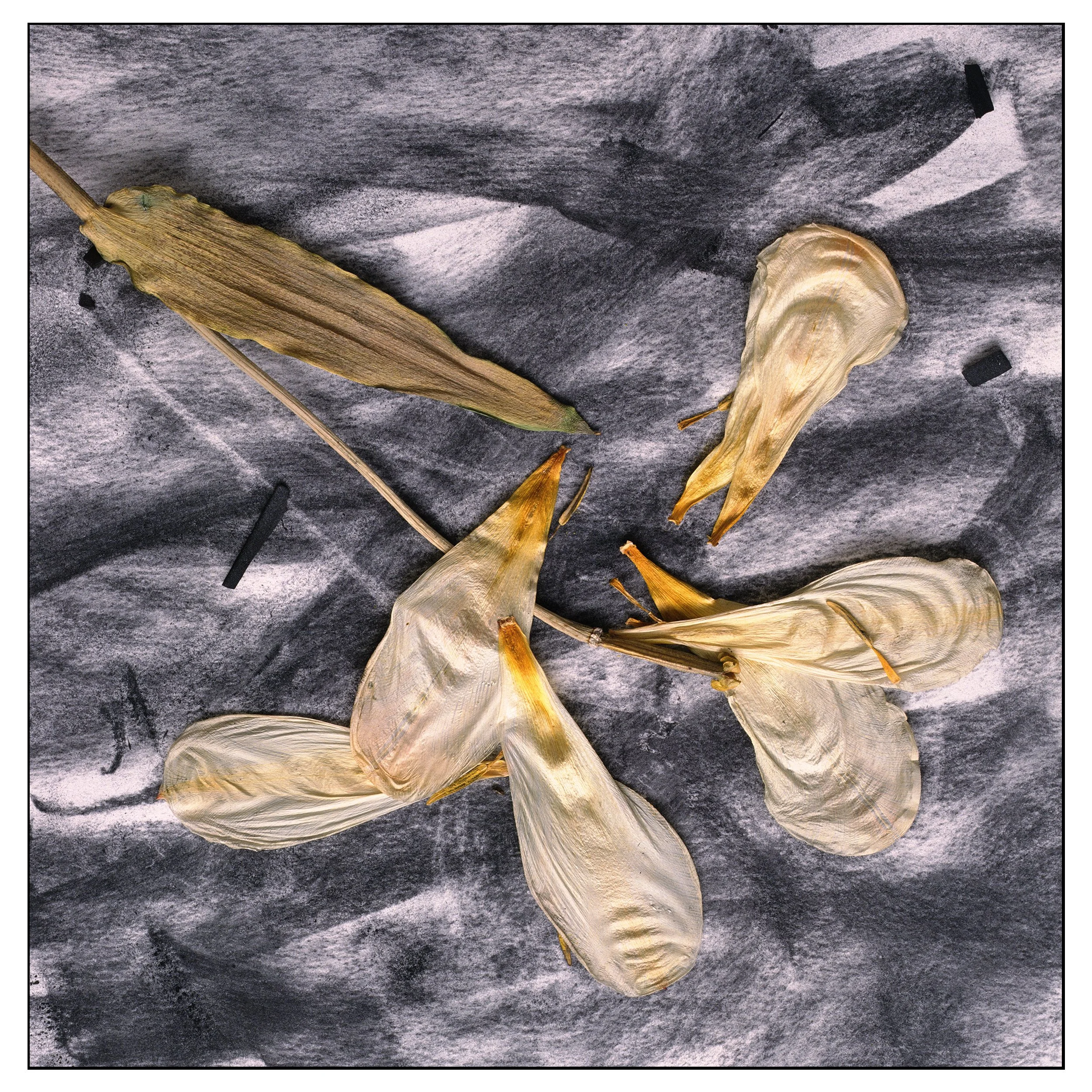 Aged Tulip on Charcoal #2
