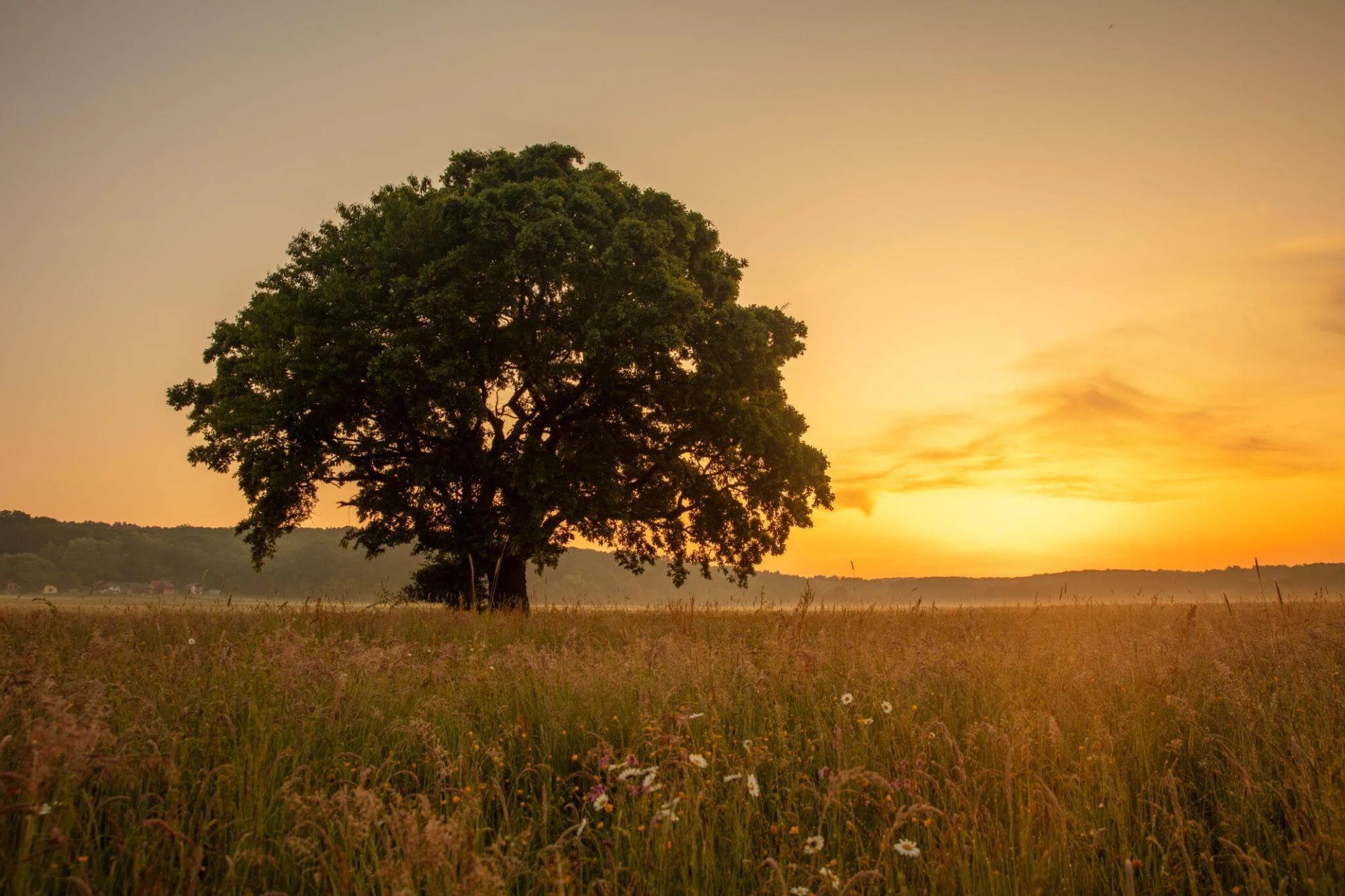 Un arbre au milieu d'une prairie dans la lumière d'un coucher de soleil.