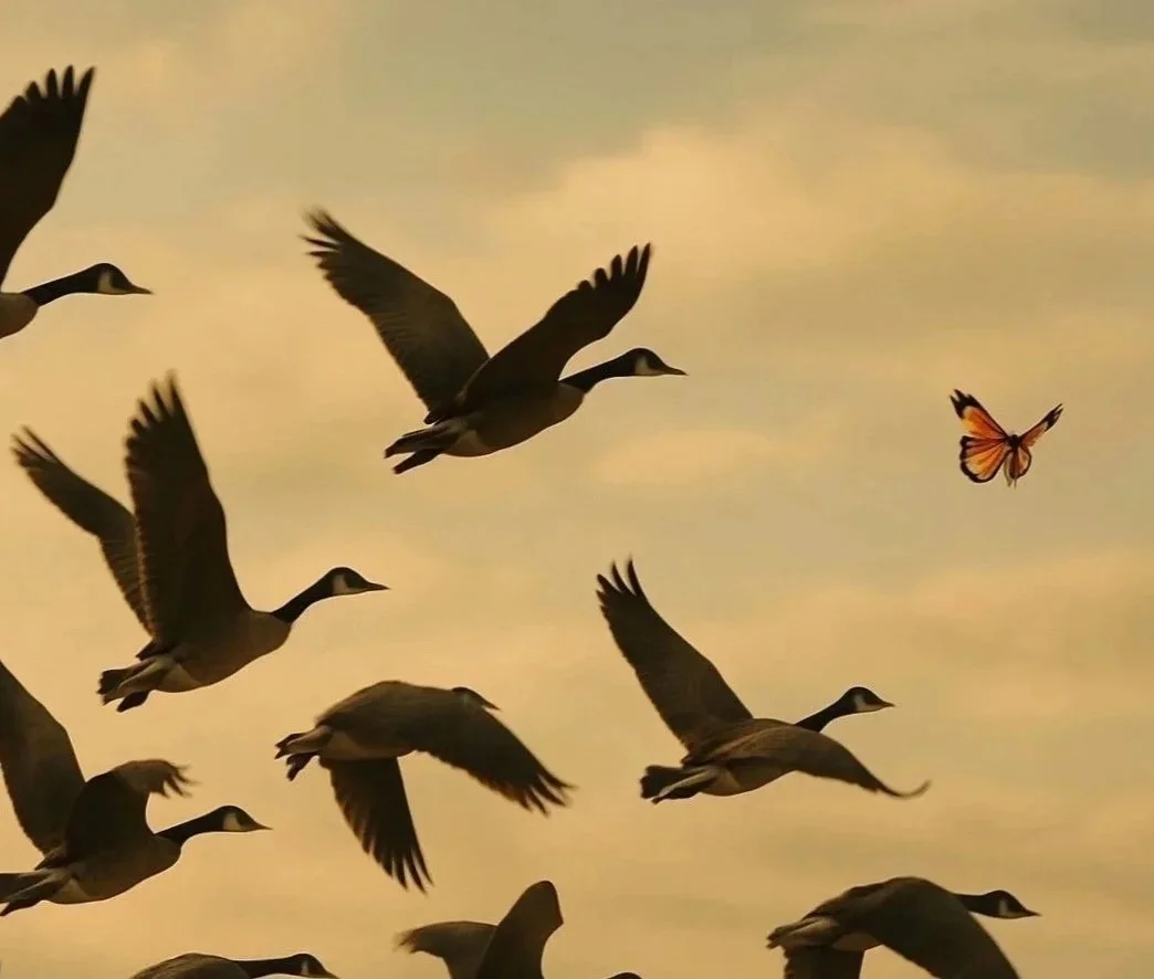 Un vol de canards qui suivent un papillon
