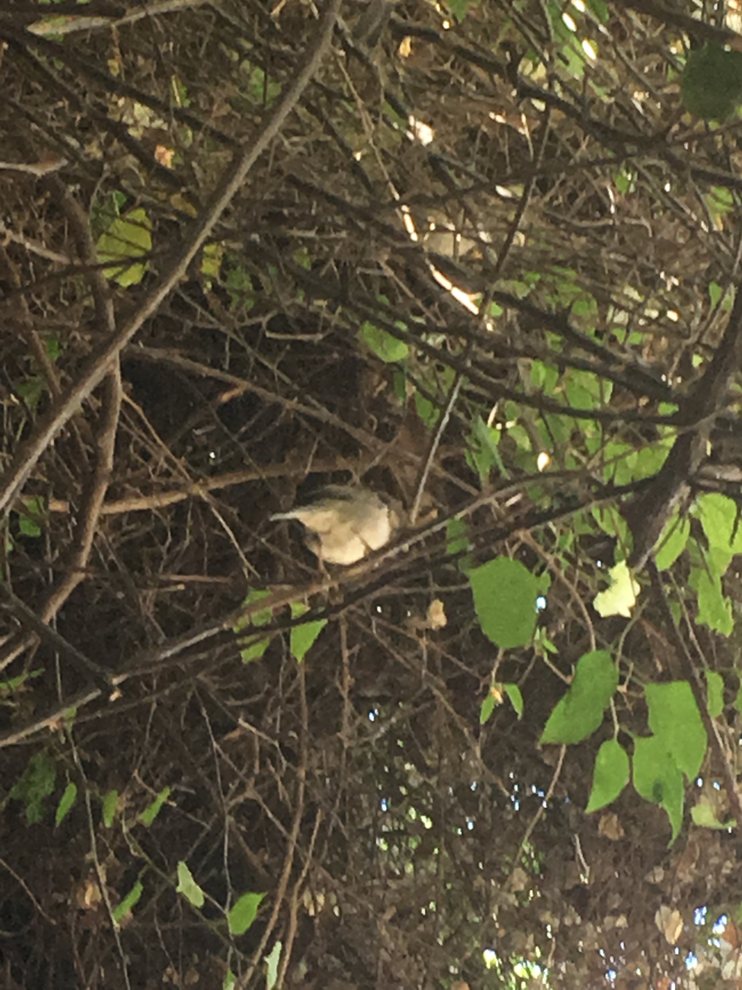 IMG_3424.jpeg