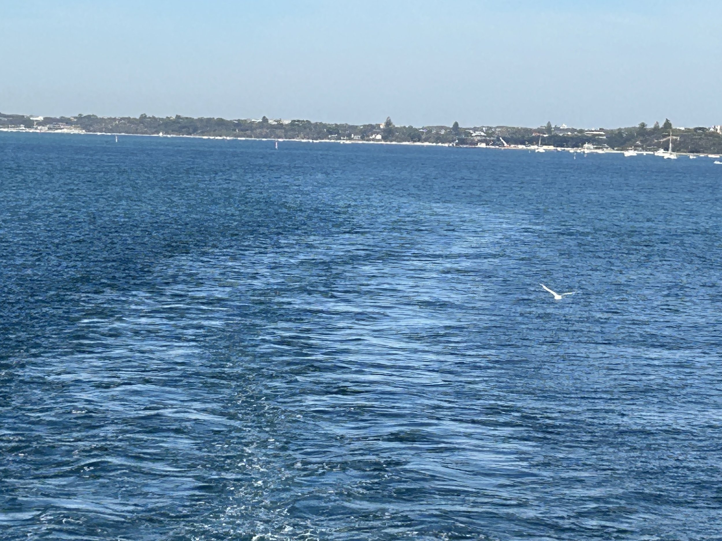 Connect, fish, chips and two ferries