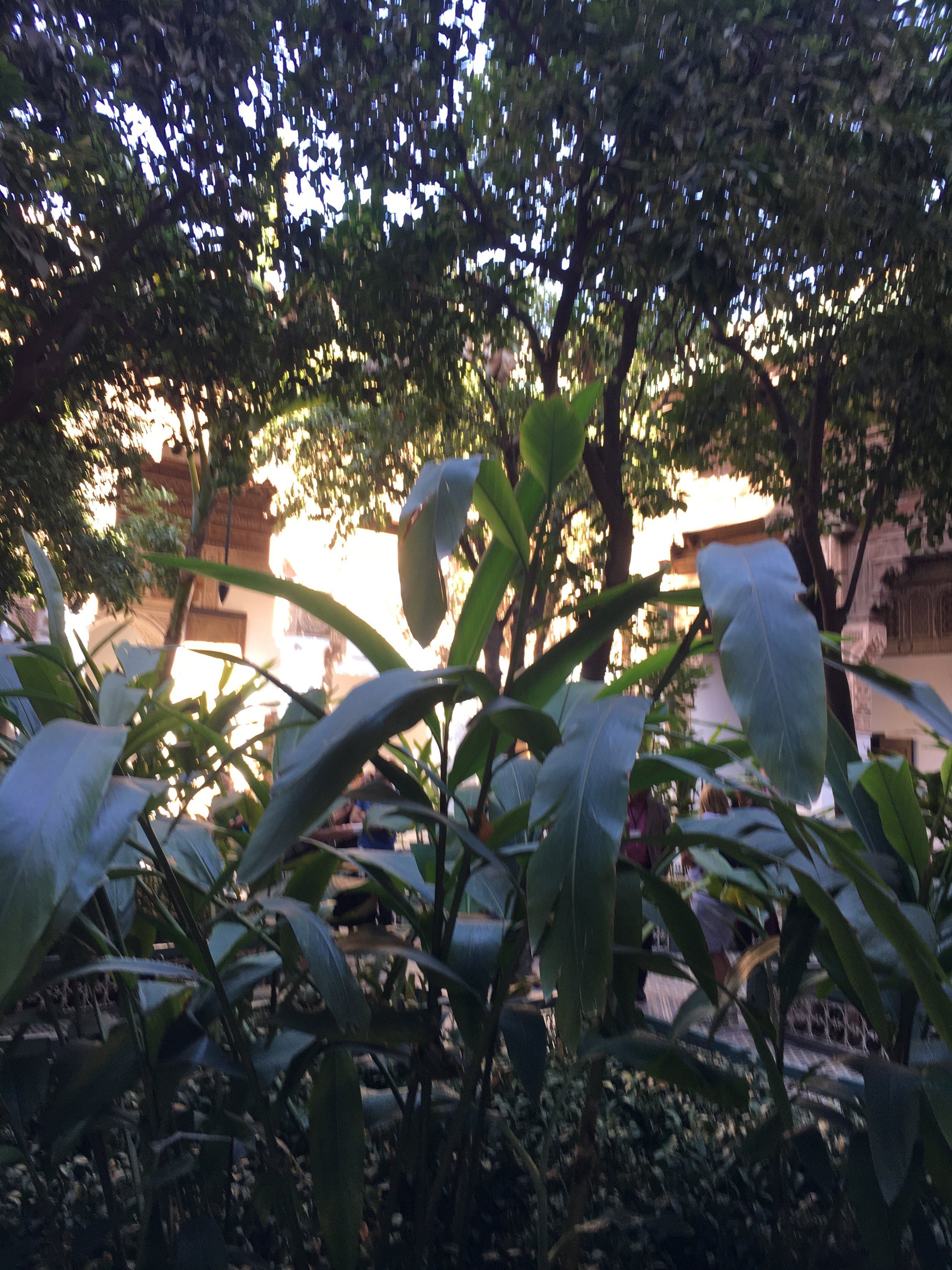 IMG_3196.jpeg