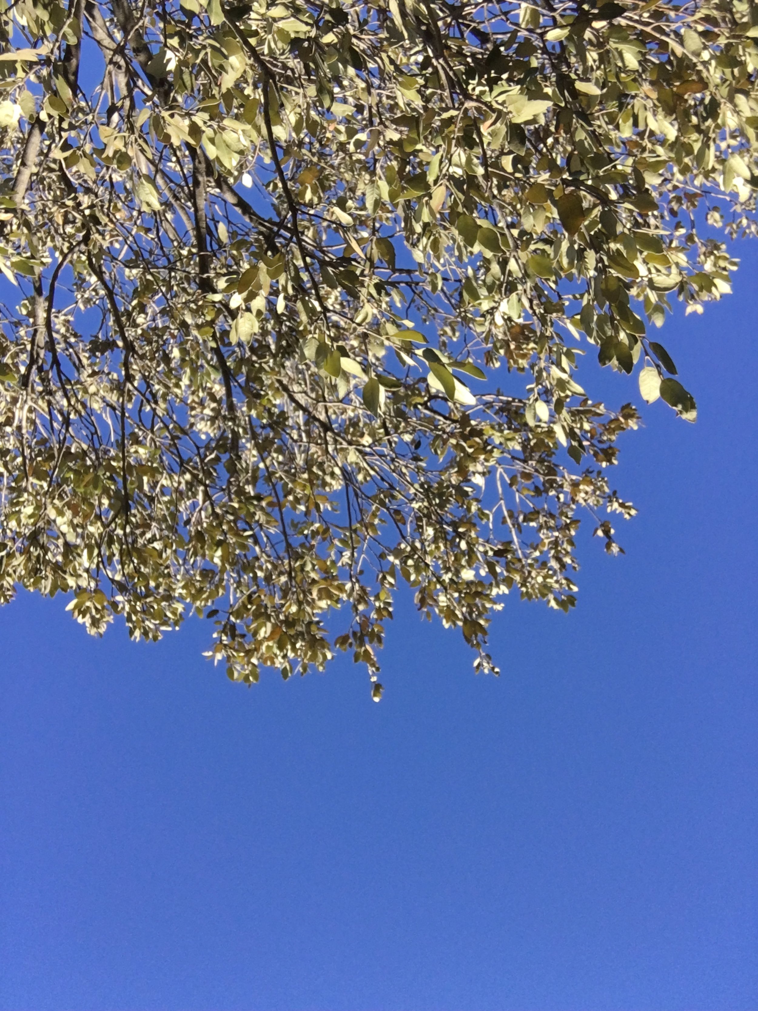IMG_3271.jpeg