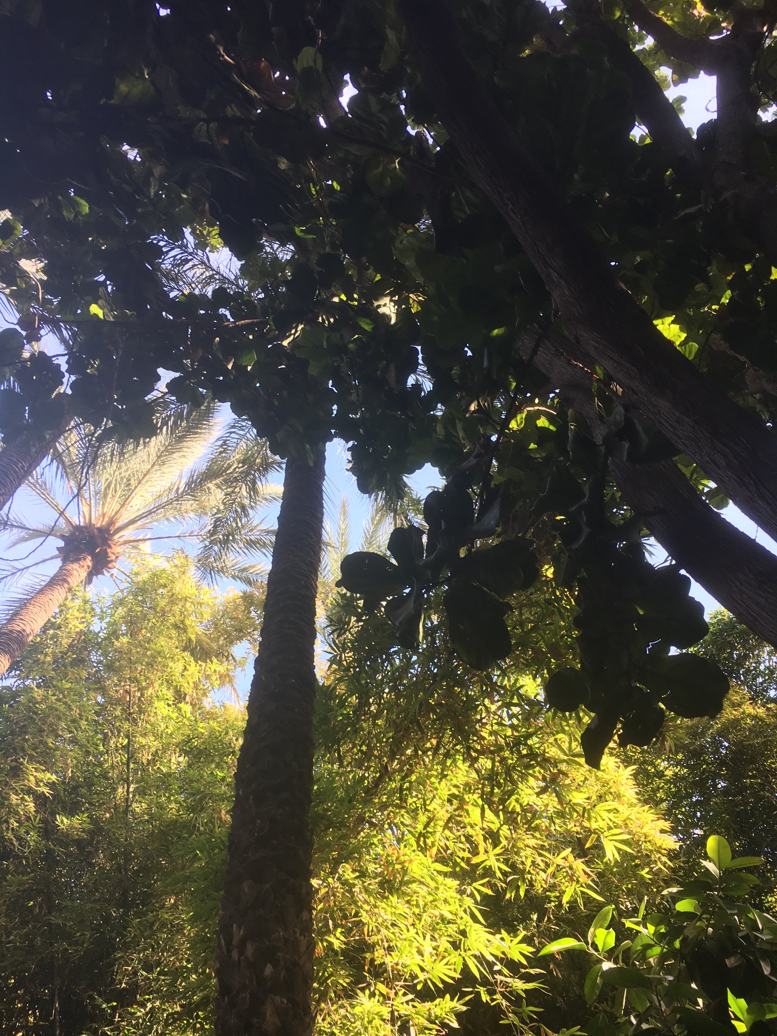 IMG_3395.jpeg