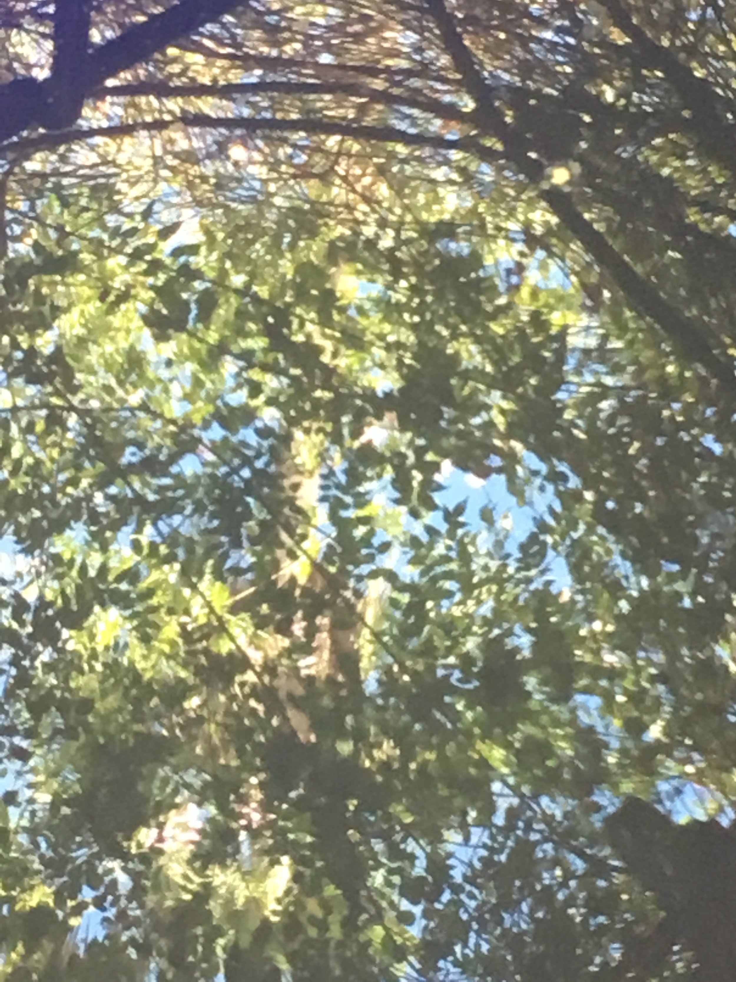 IMG_3412.jpeg