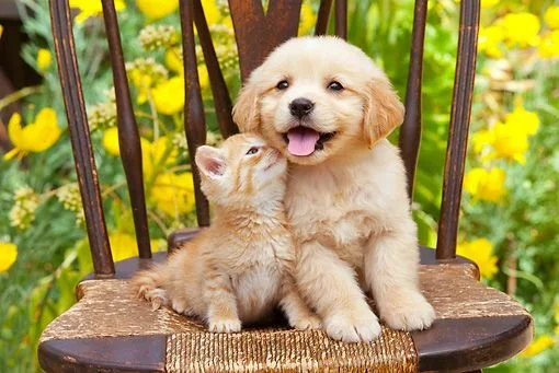 Adopting a Puppy or Kitten: 5 tips for the First 30 Days.