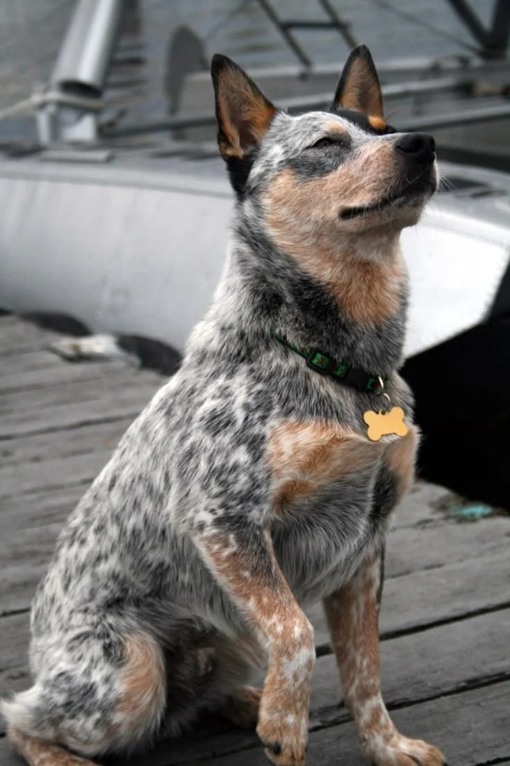 Breed : Australian Cattle Dog