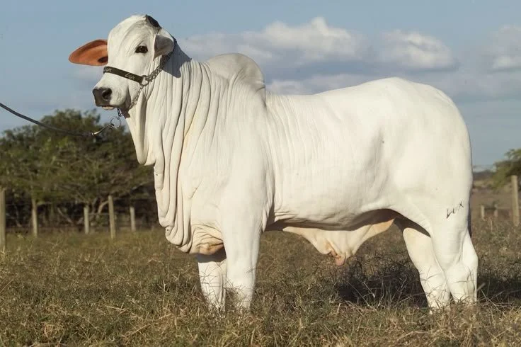 Cow Breed: Nelore
