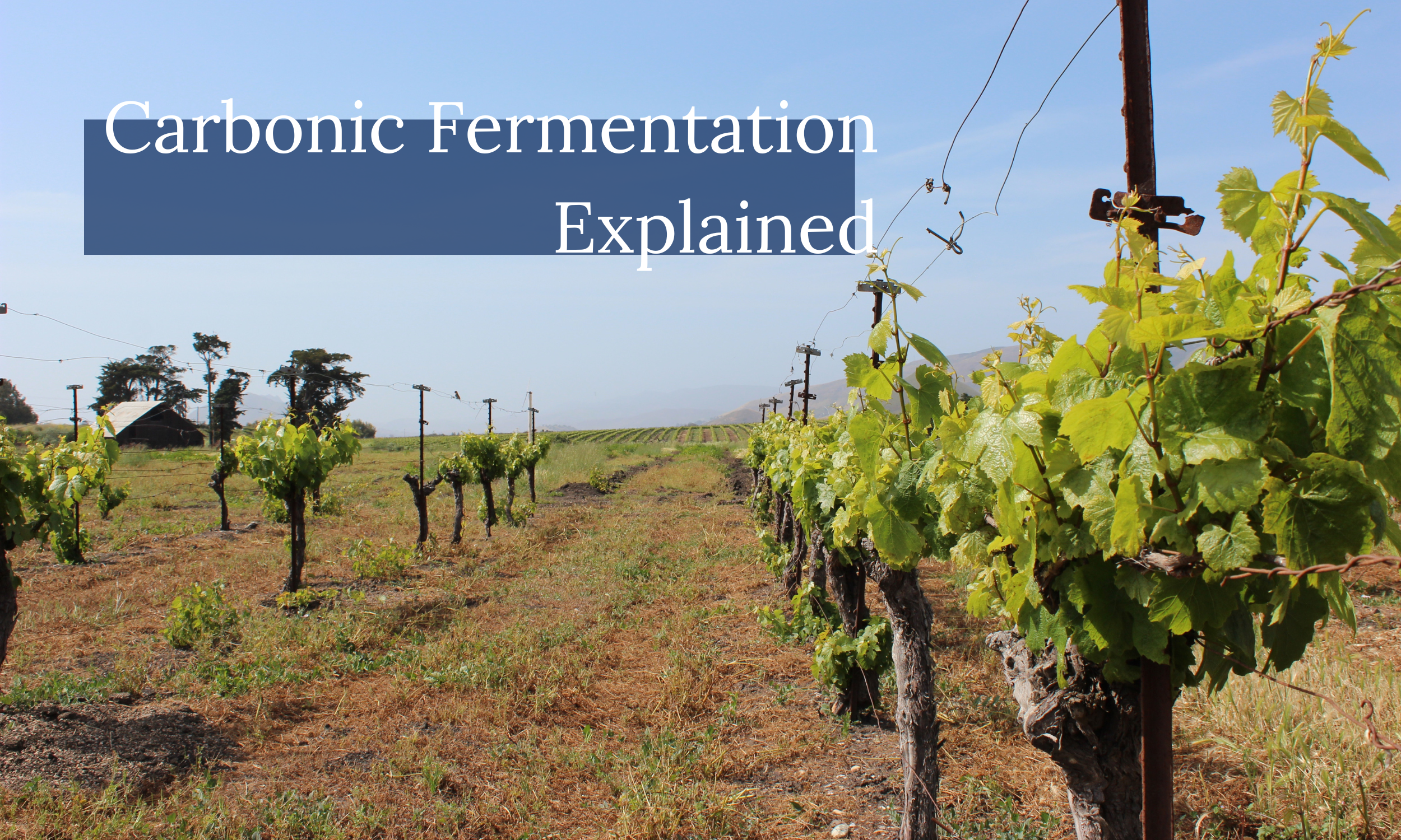 What Is Carbonic Maceration?