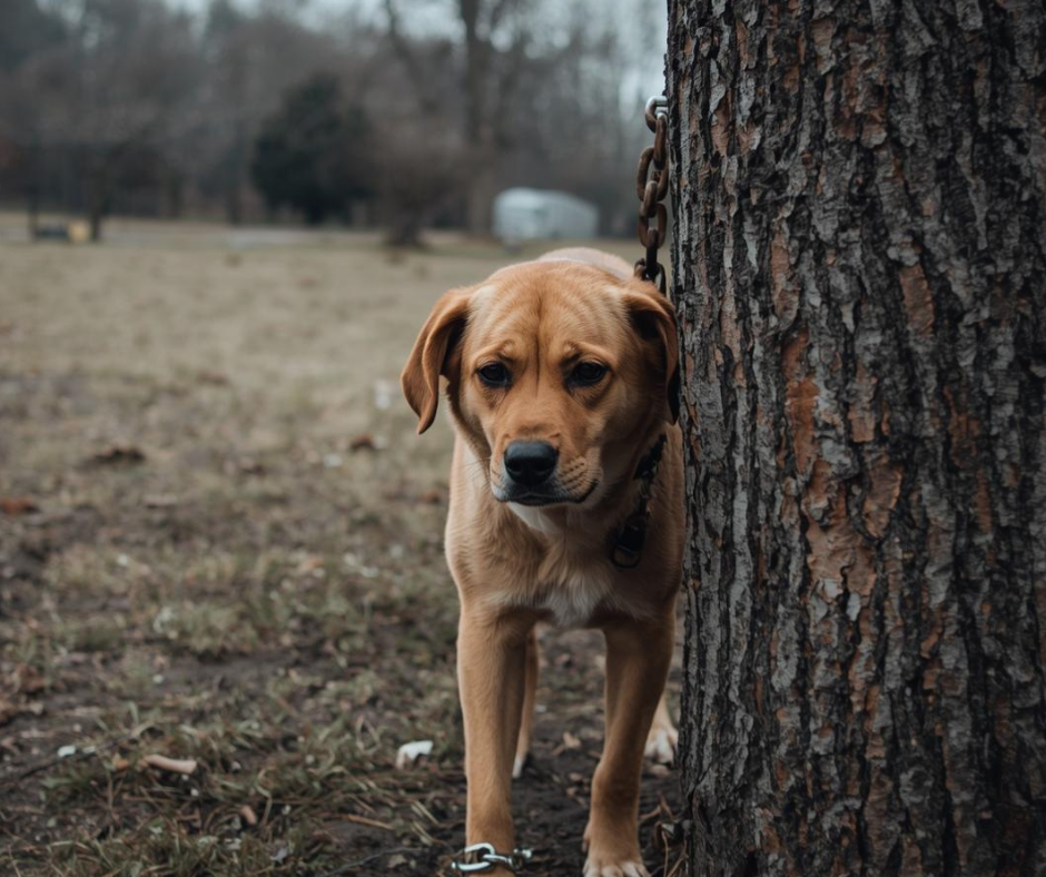 What Is Animal Neglect? Signs Every Animal Lover Should Know
