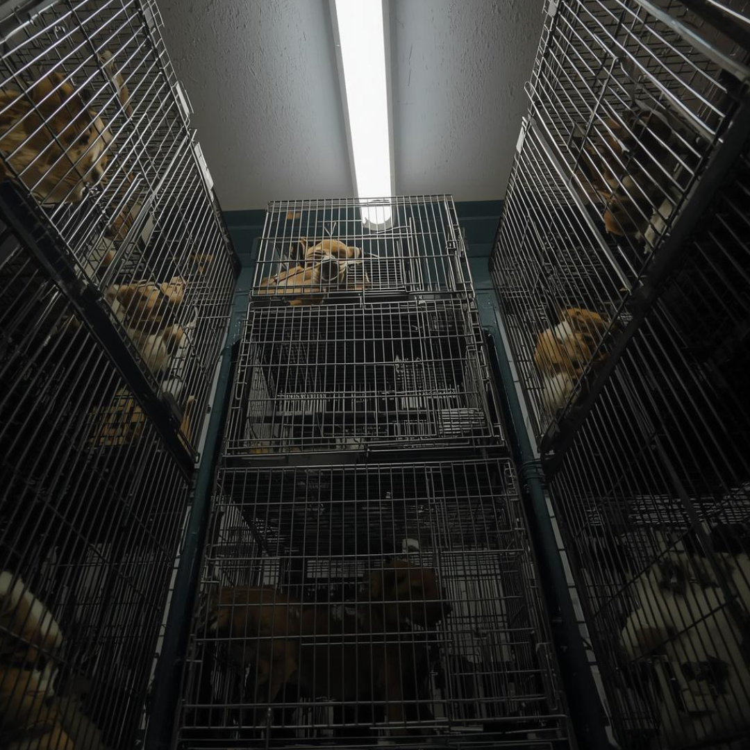 Warehousing Isn’t Rescue &amp; Boarding for Years Isn’t Either