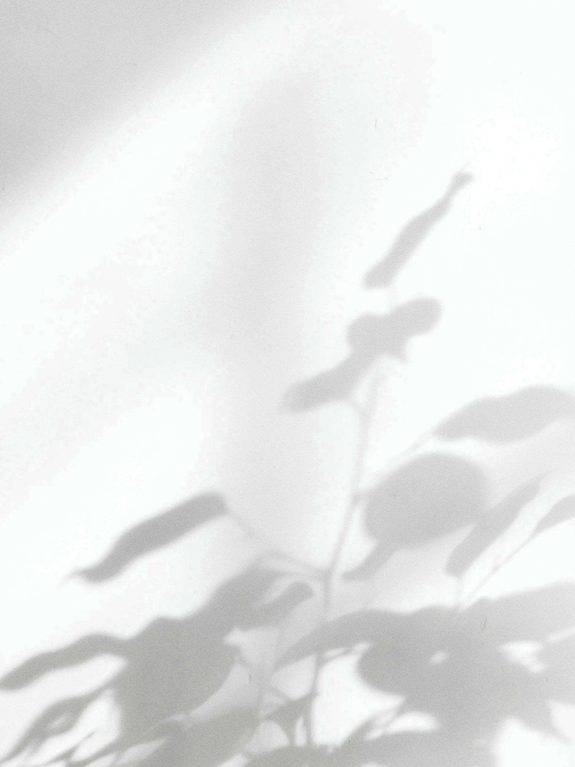 Shadows of leaves and plant branches cast on a white wall.