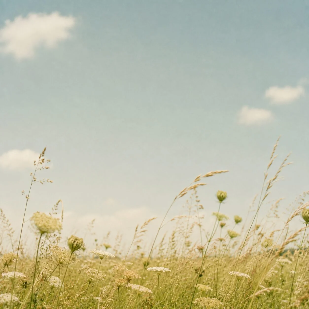 Queen Anne’s lace and tall grasses in a sunny meadow beneath a soft blue sky