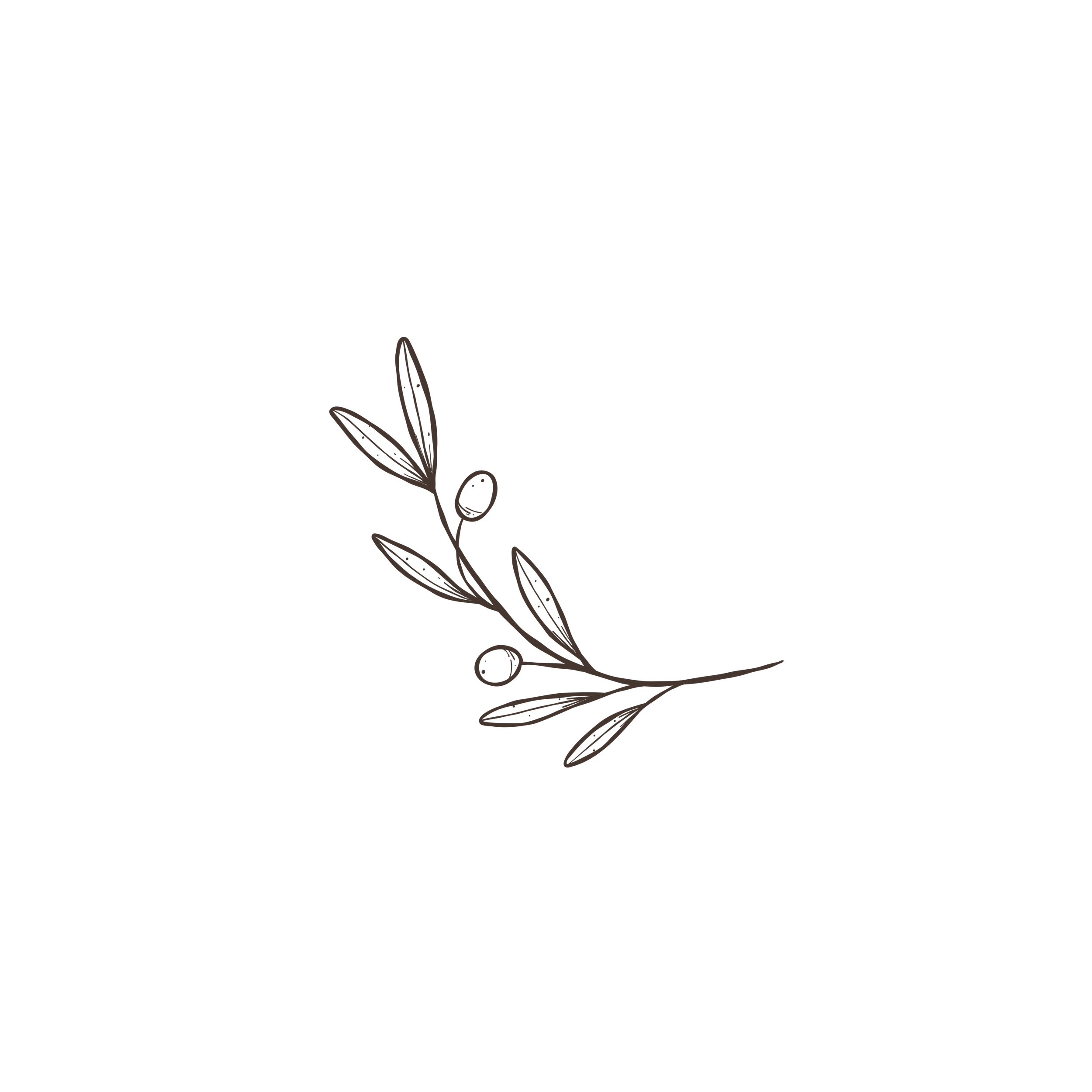 Sketch of an olive branch.