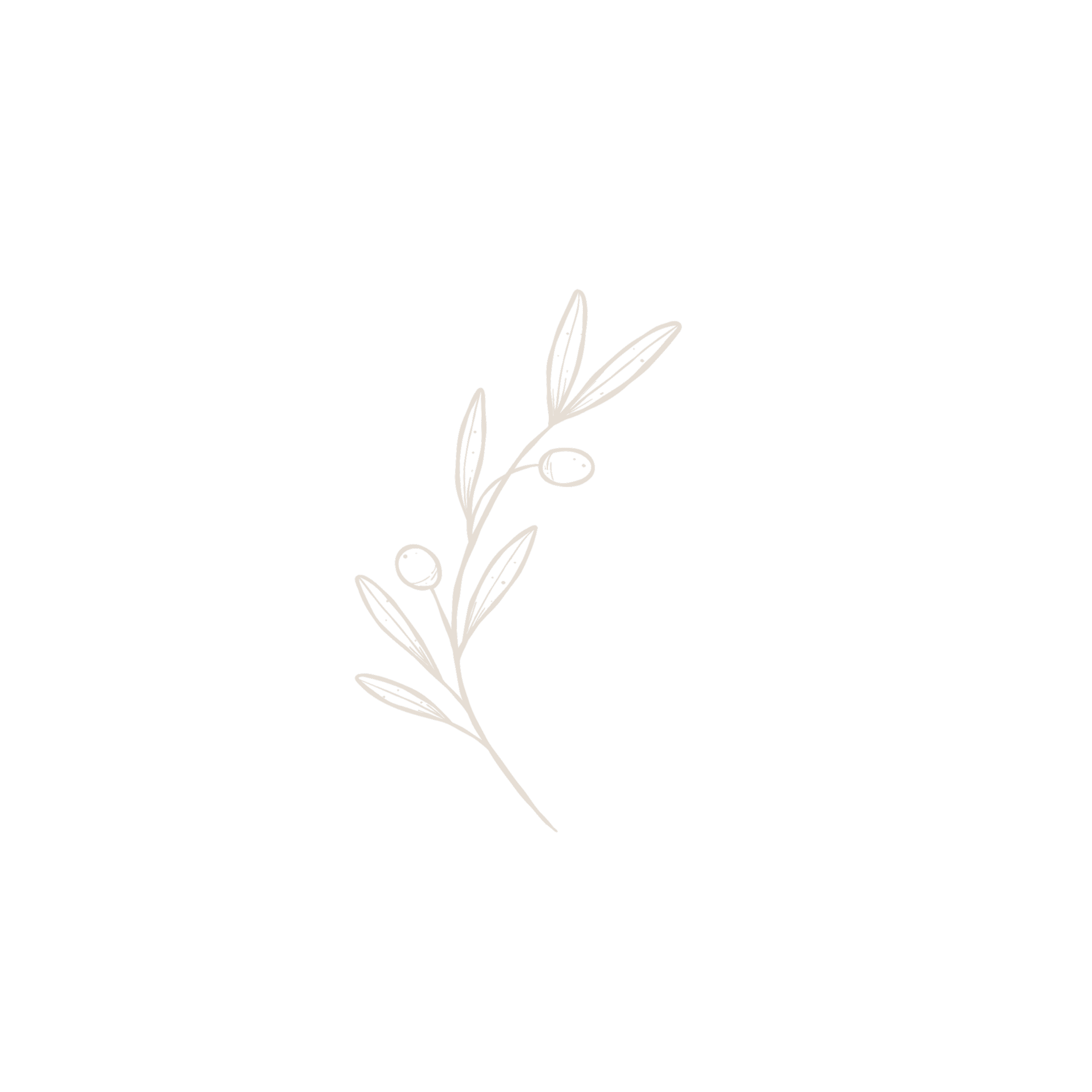 Sketch of an olive branch.