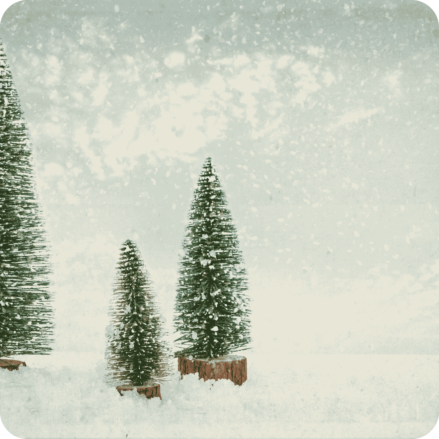 Three miniature evergreen Christmas trees on wooden bases nestled in snow against a soft wintry background.