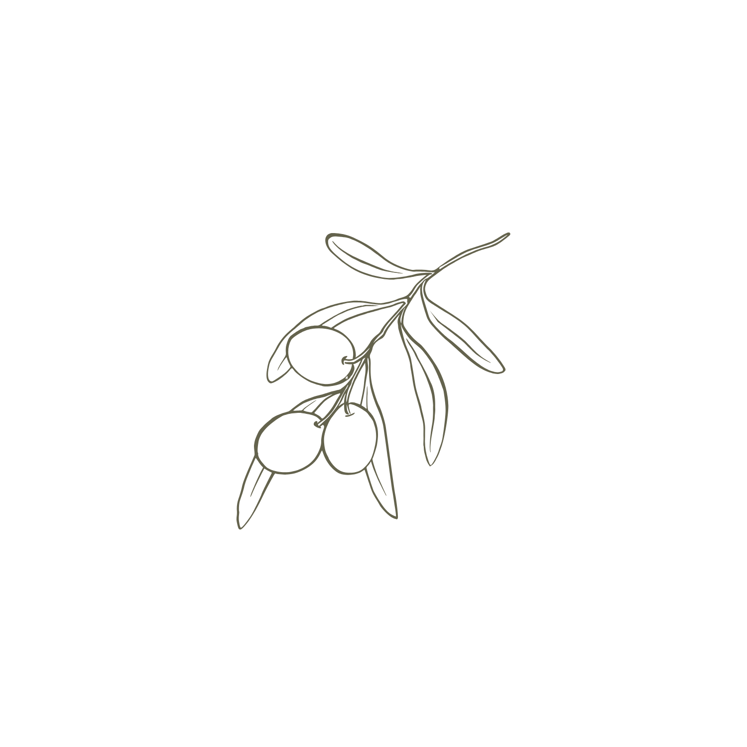 Line drawing of three olives on a branch