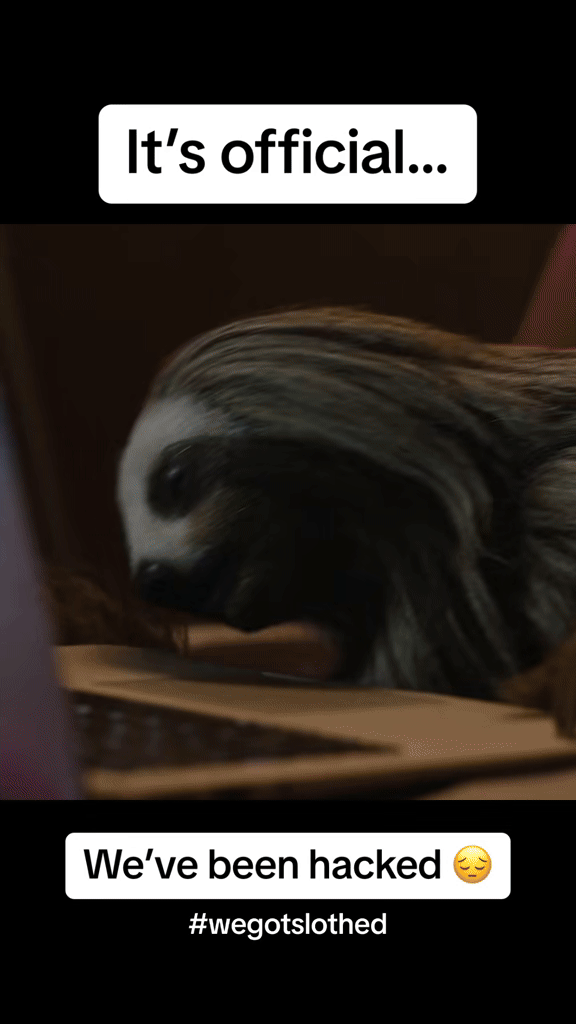 A sloth using a laptop with text overlay reading "It's official... We've been hacked 😔 #wegotslothed"