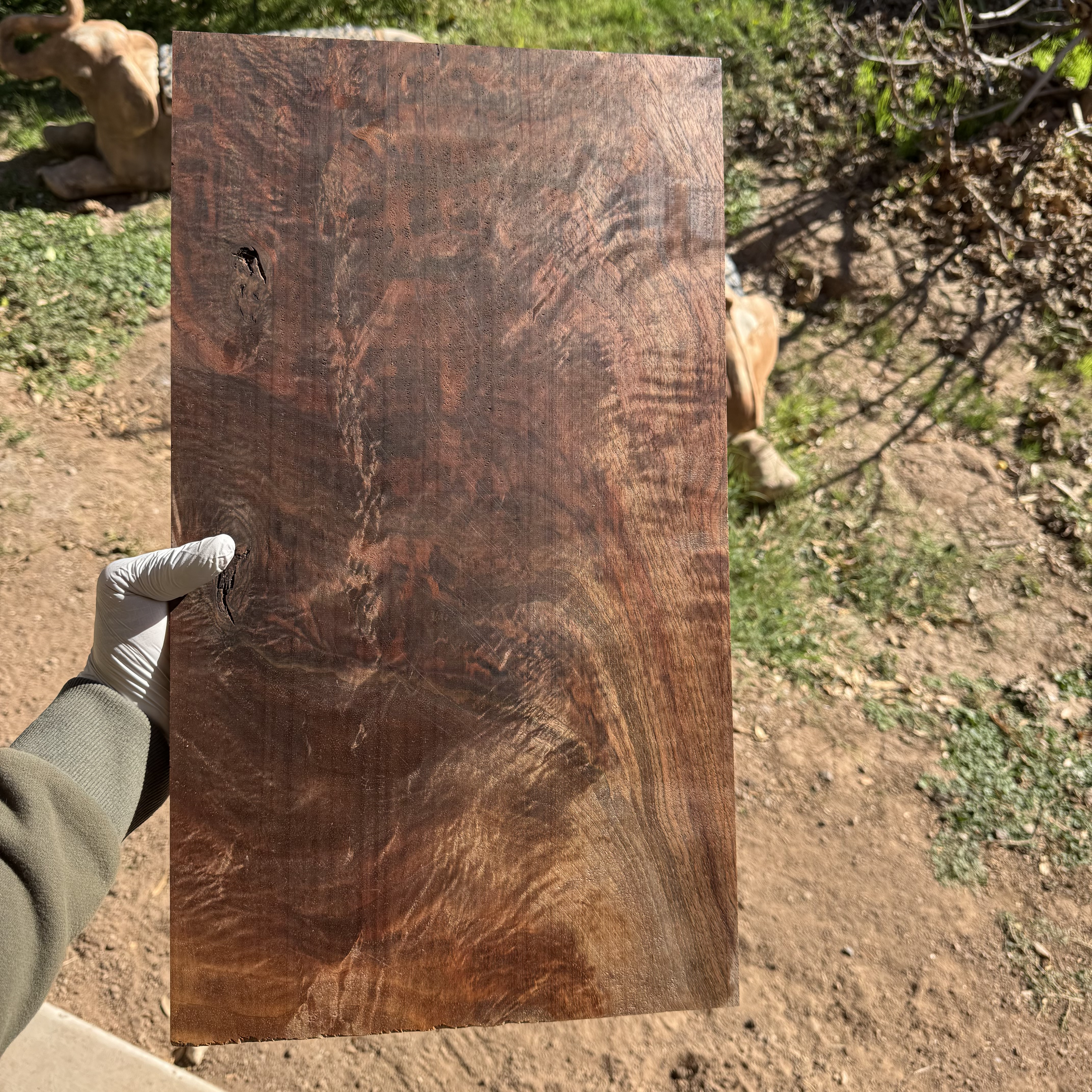 California Walnut Top: CAWA25